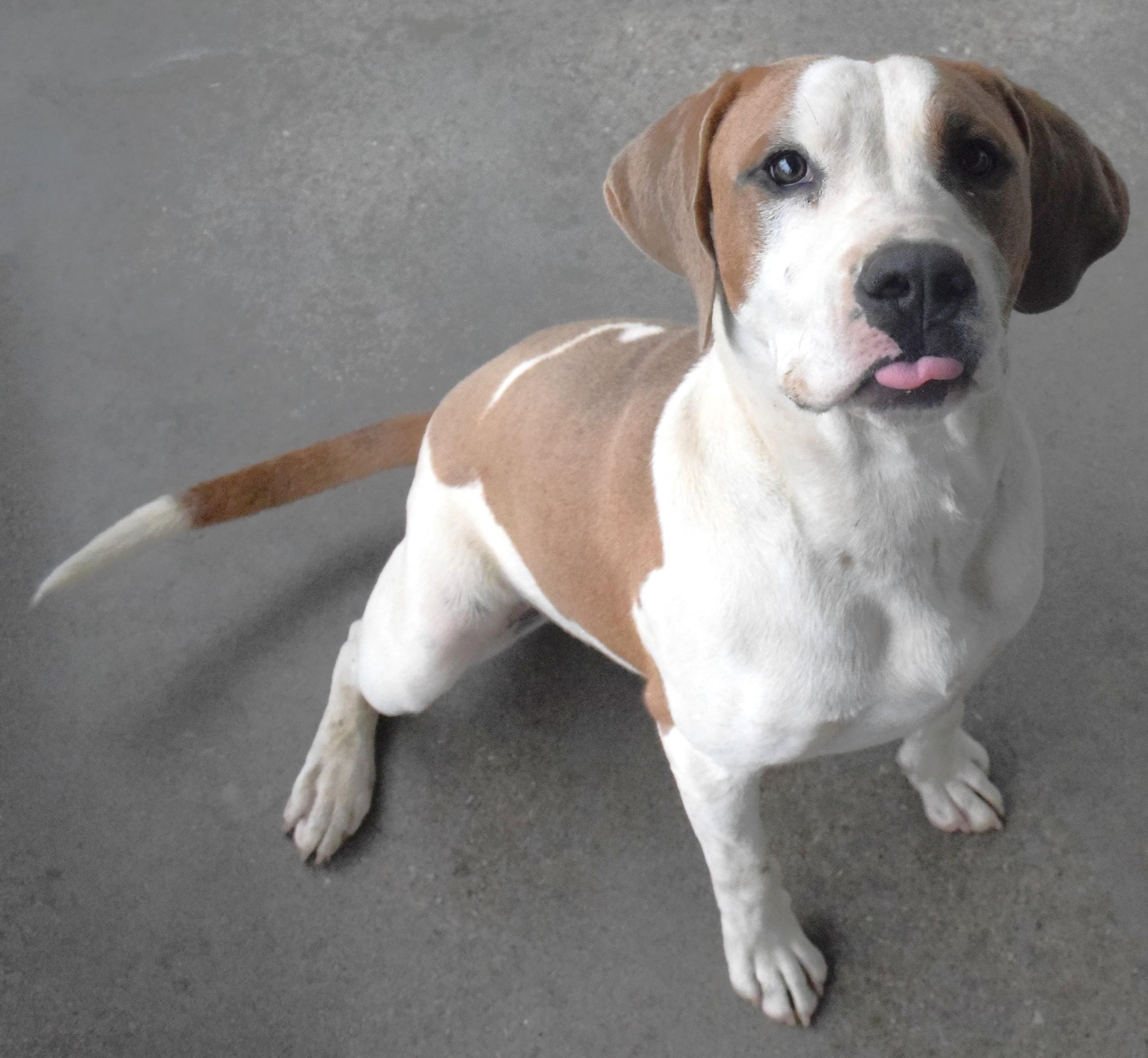 22311, ADOPTABLE, Adult Male Pit Bull Terrier.