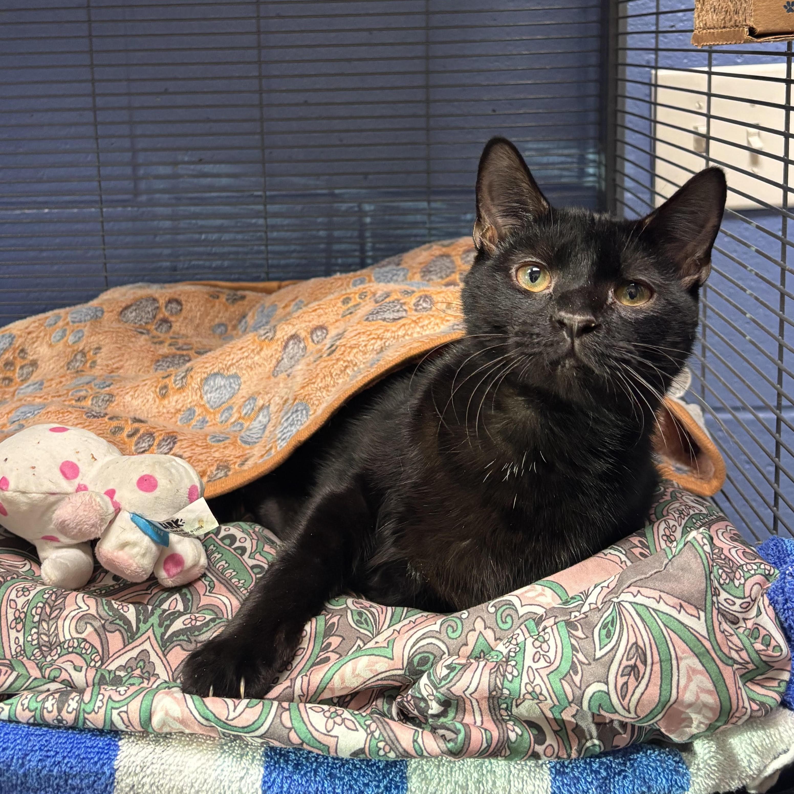 Patrick, Adoptable, Young Male Domestic Short Hair.