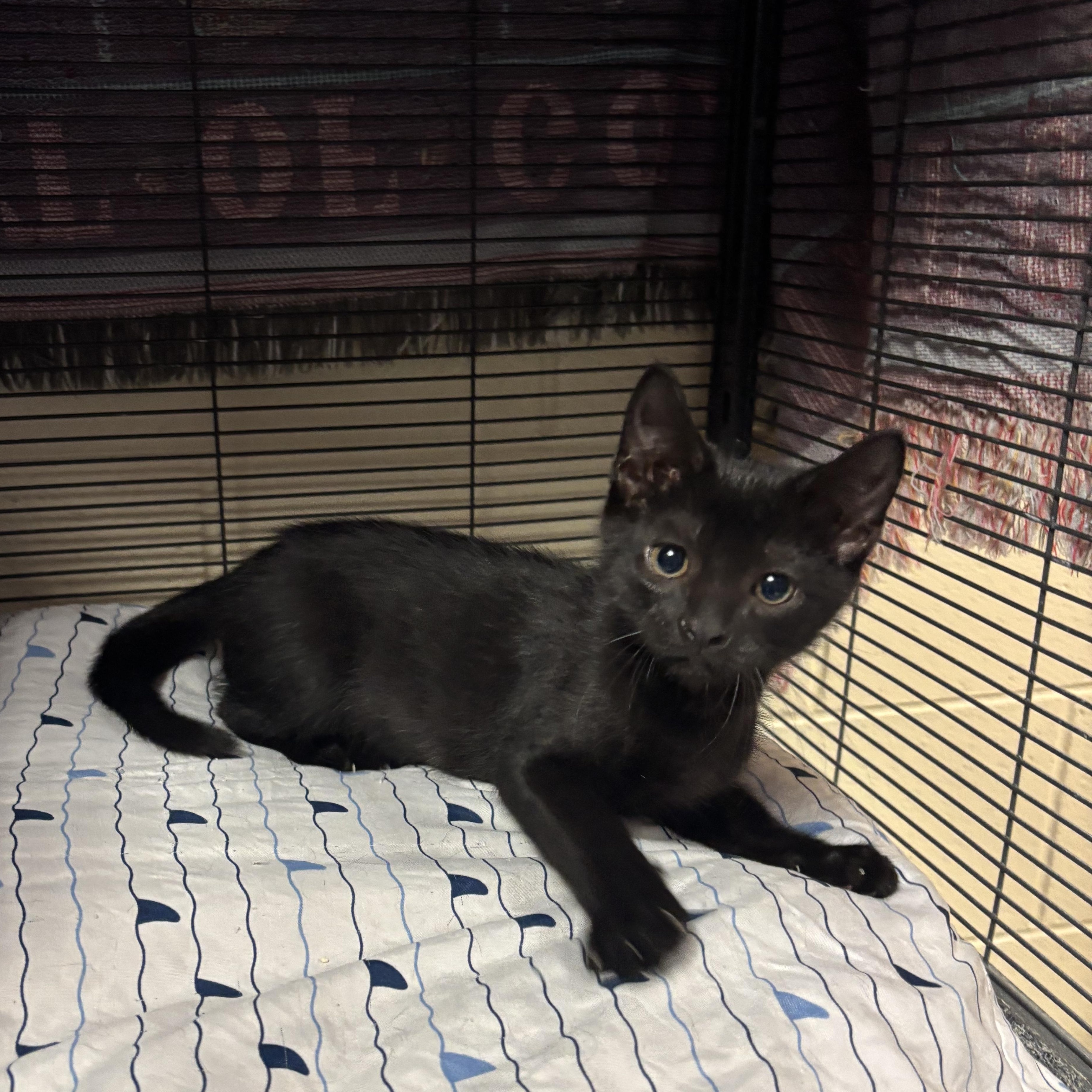 Patrick, a Adoptable Domestic Short Hair in Charleston, SC image 2/3
