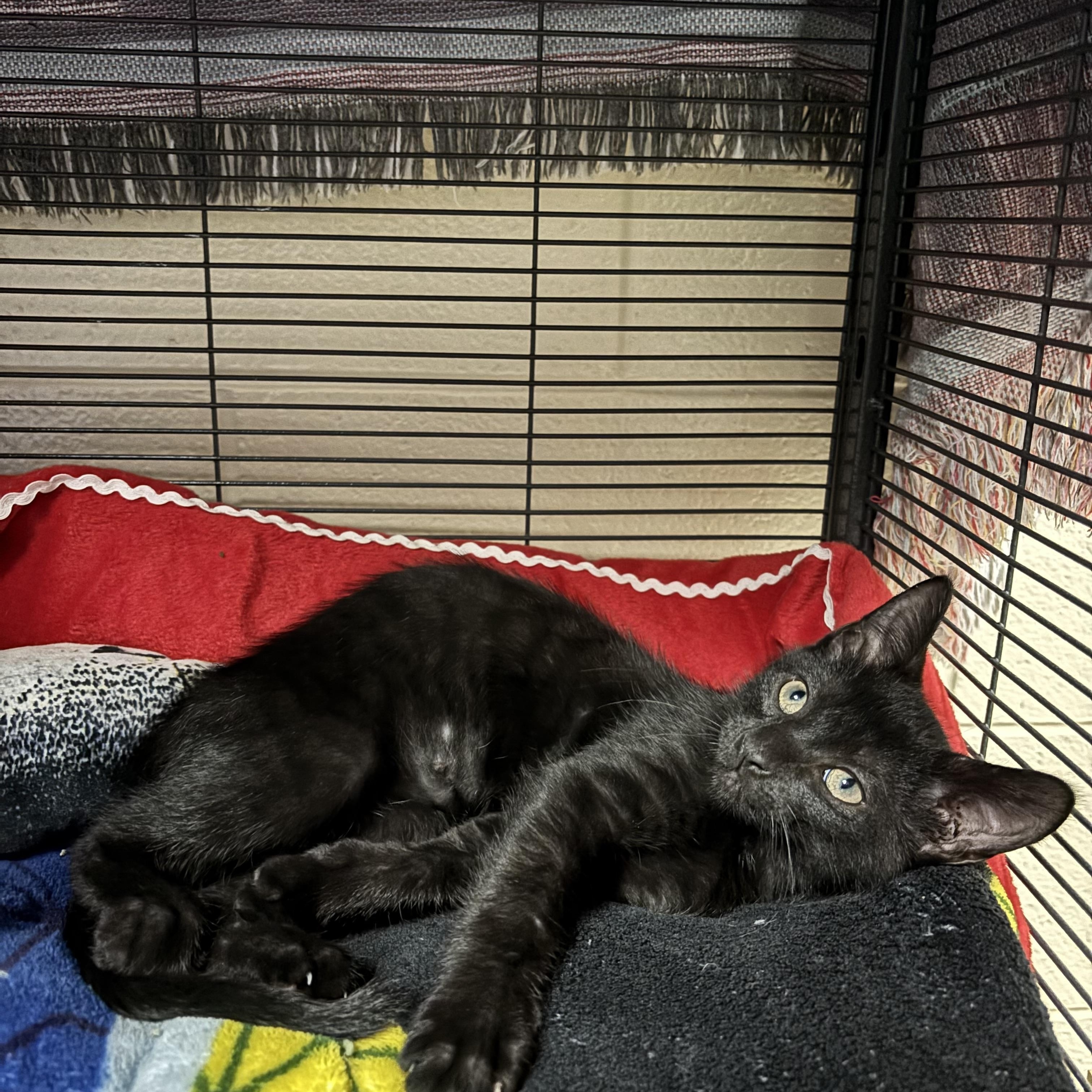 Patrick, a Adoptable Domestic Short Hair in Charleston, SC image 3/3