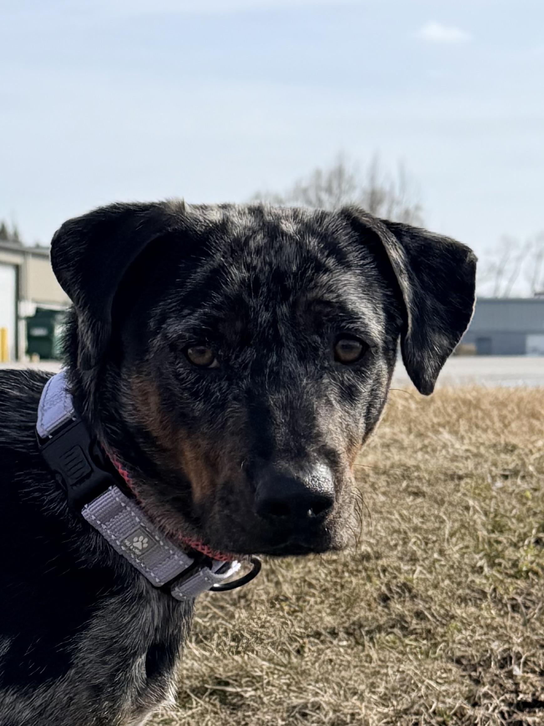 Enlarge Daffodil the gorgeous Catahoula Leopard Dog, a Adoptable Catahoula Leopard Dog in Muskego, WI image 3/6