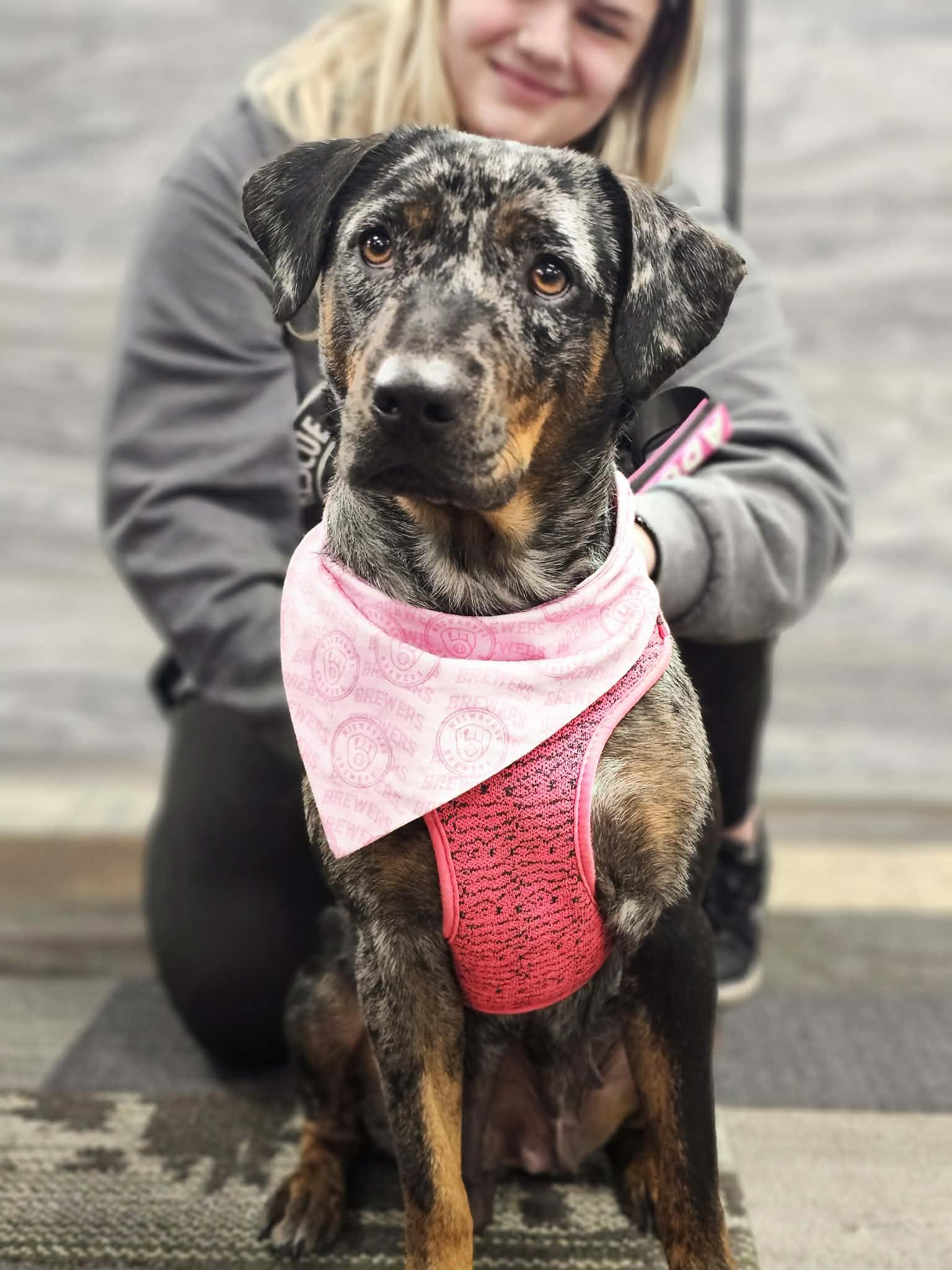 Enlarge Daffodil the gorgeous Catahoula Leopard Dog, a Adoptable Catahoula Leopard Dog in Muskego, WI image 6/6