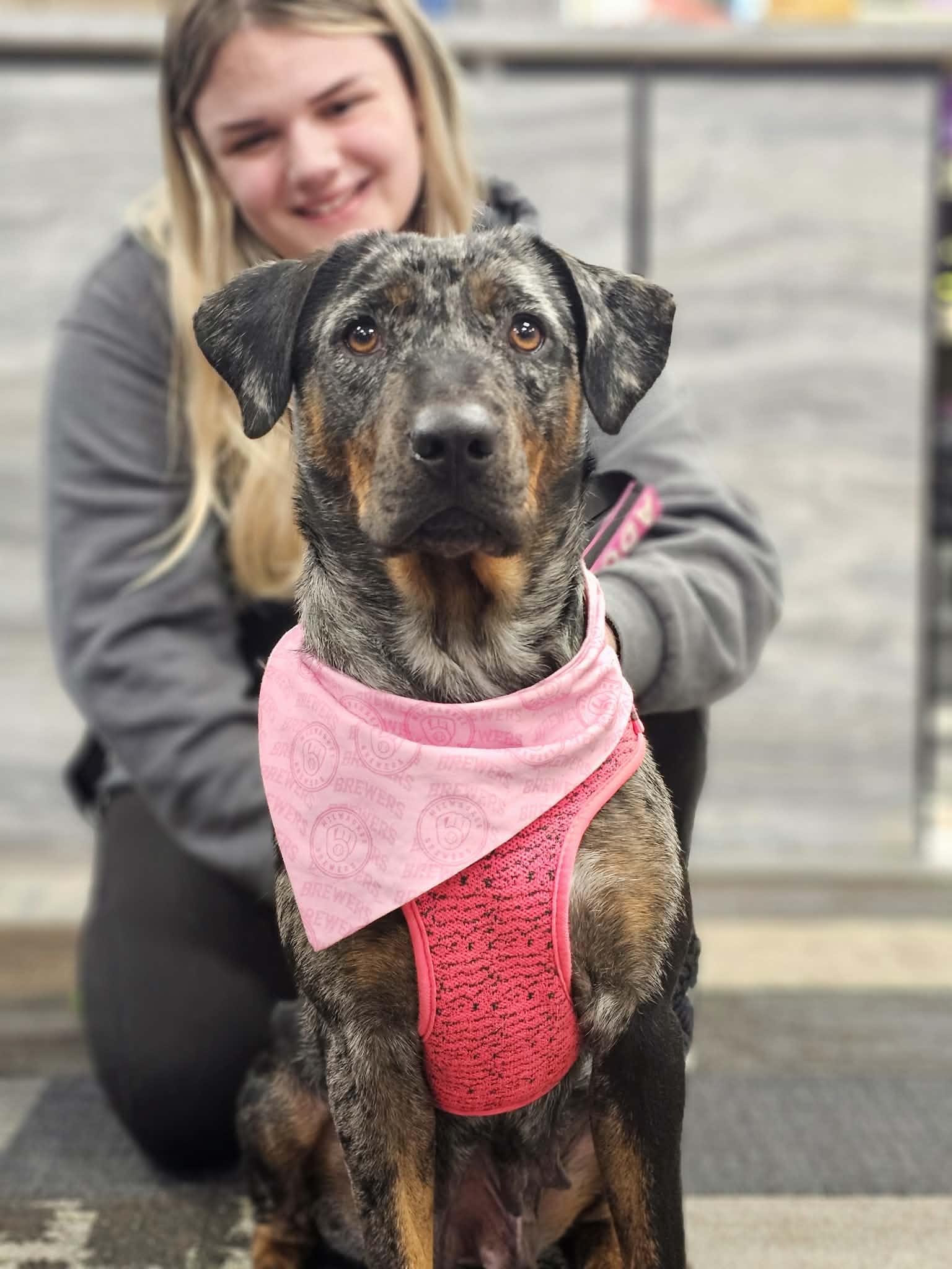 Enlarge Daffodil the gorgeous Catahoula Leopard Dog, a Adoptable Catahoula Leopard Dog in Muskego, WI image 2/6