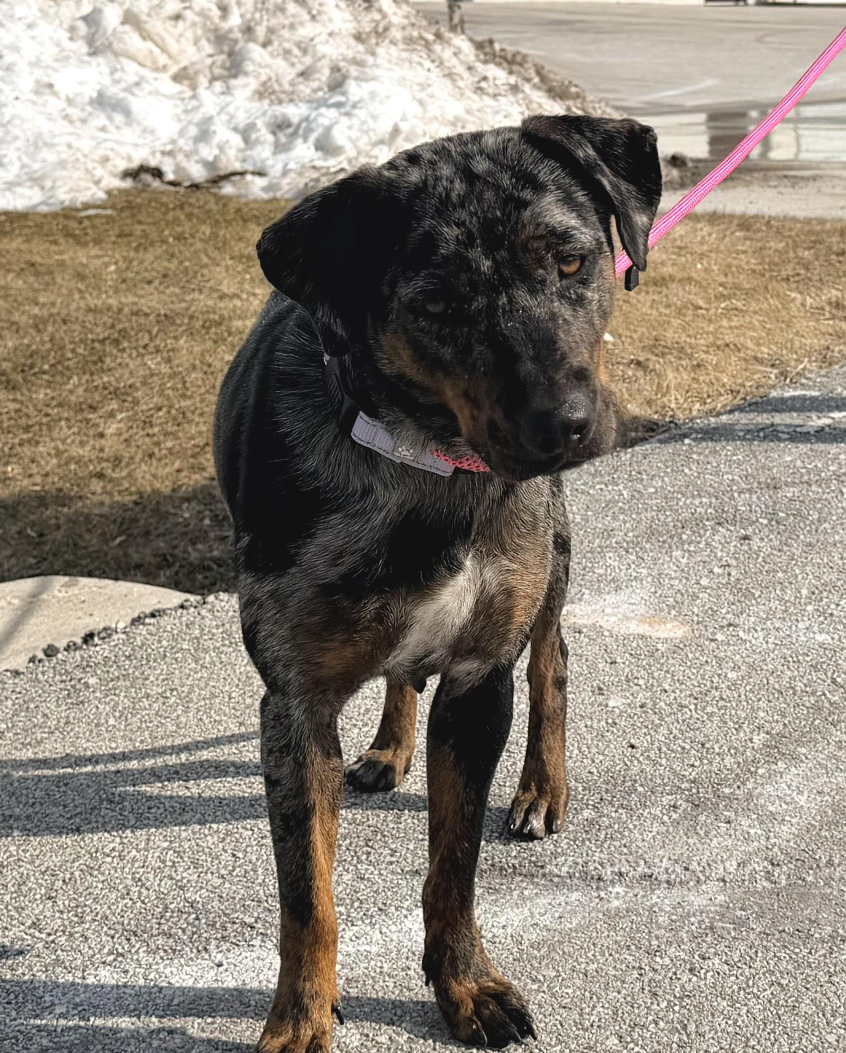 Enlarge Daffodil the gorgeous Catahoula Leopard Dog, a Adoptable Catahoula Leopard Dog in Muskego, WI image 4/6