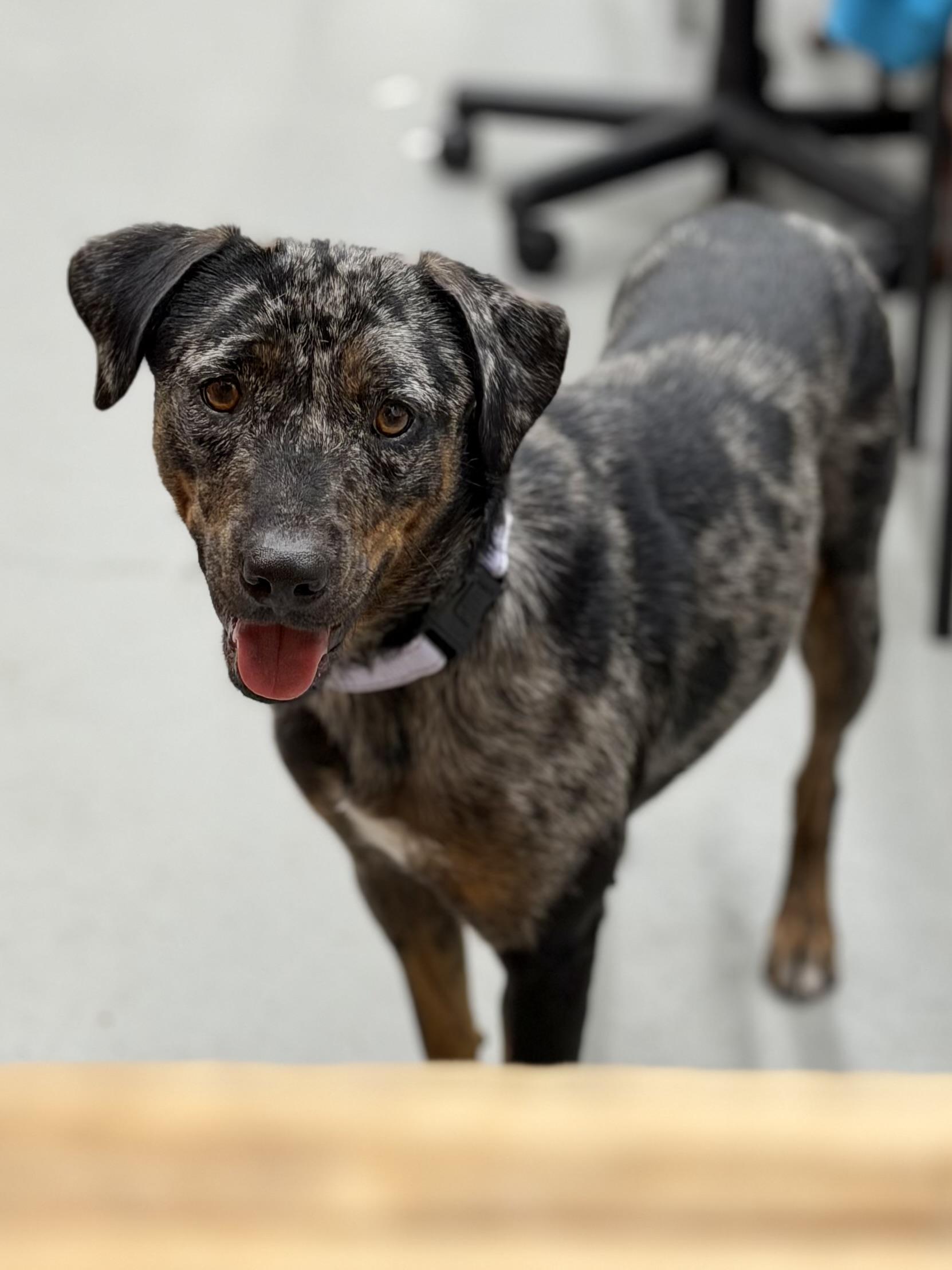 Enlarge Daffodil the gorgeous Catahoula Leopard Dog, a Adoptable Catahoula Leopard Dog in Muskego, WI image 1/6