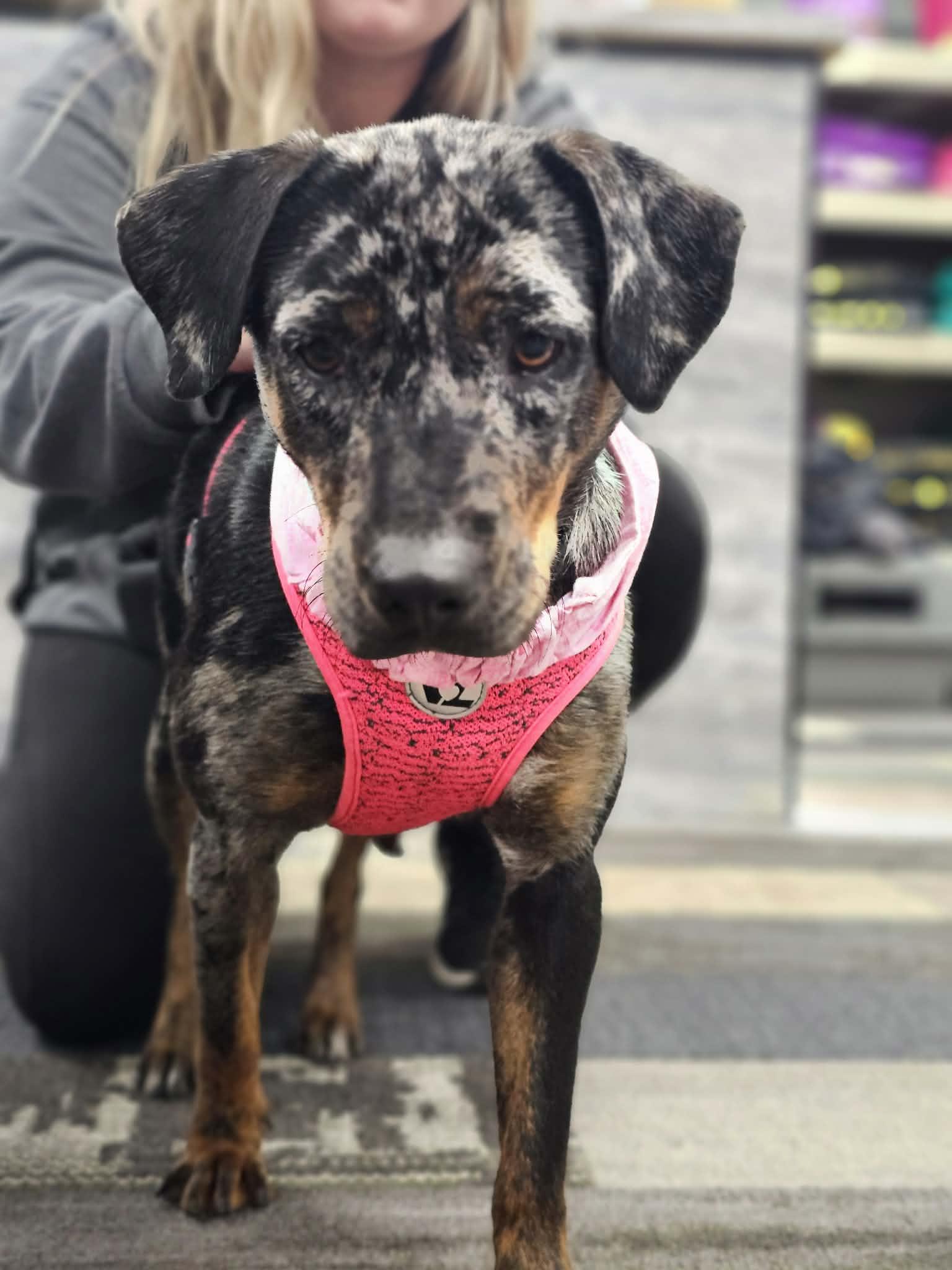 Enlarge Daffodil the gorgeous Catahoula Leopard Dog, a Adoptable Catahoula Leopard Dog in Muskego, WI image 5/6