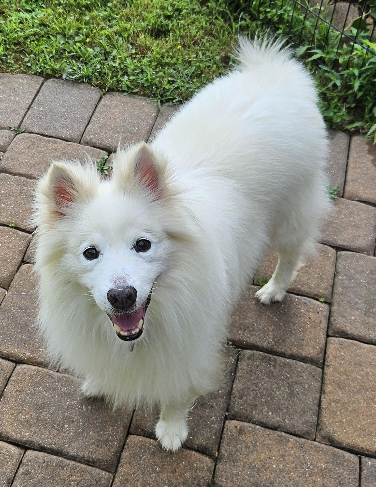 Louie of MD, Adopted, Senior Male American Eskimo Dog.