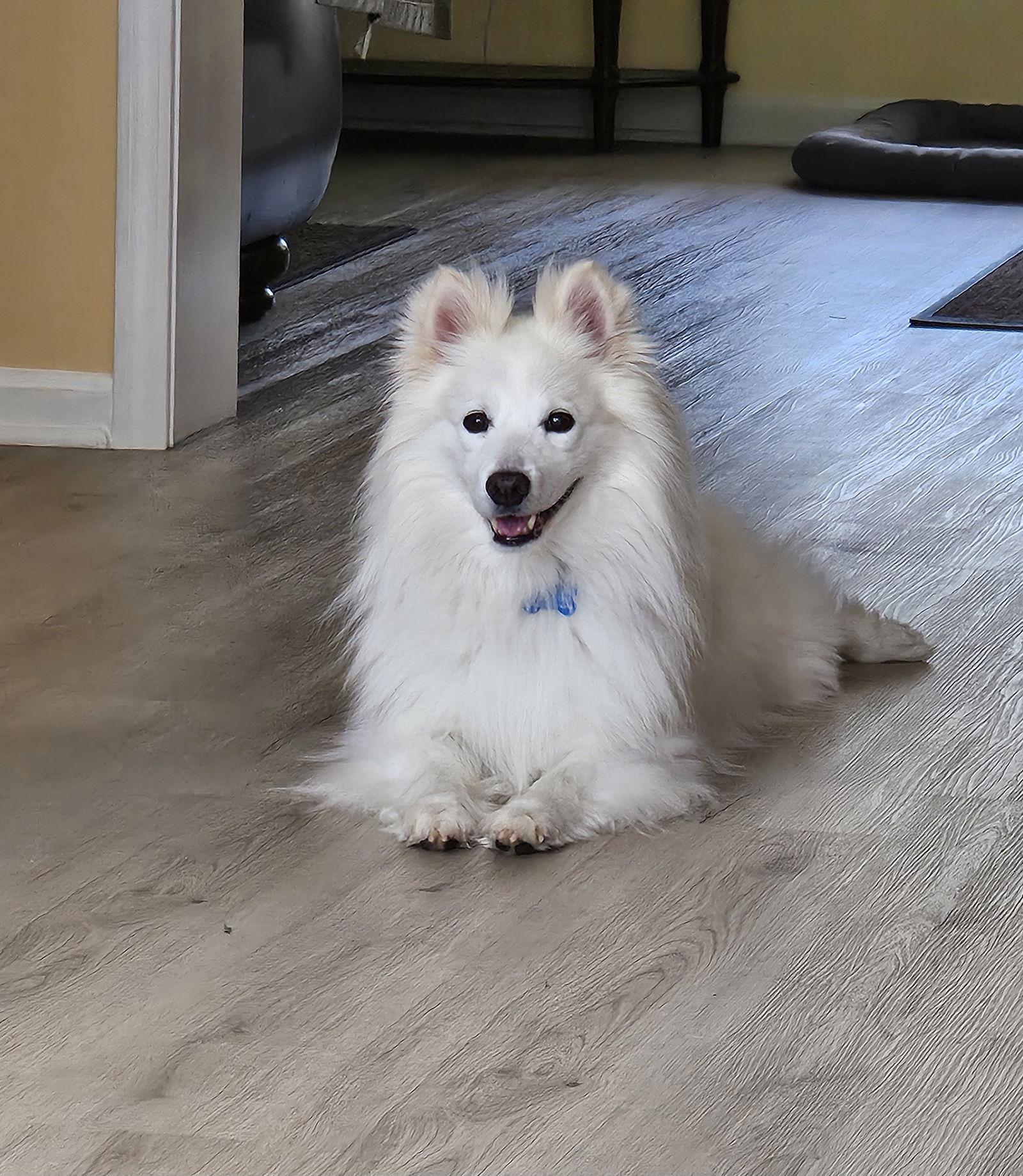 Enlarge Louie of MD, a Adopted American Eskimo Dog in Randallstown, MD image 2/2