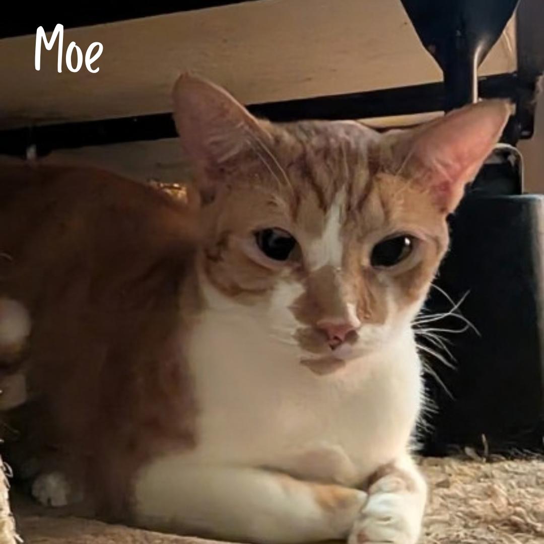 Moe, Adopted, Adult Male Domestic Short Hair.