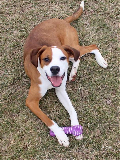 Enlarge BUTCH, a Adoptable mixed breed in Fort Wayne, IN image 1/1