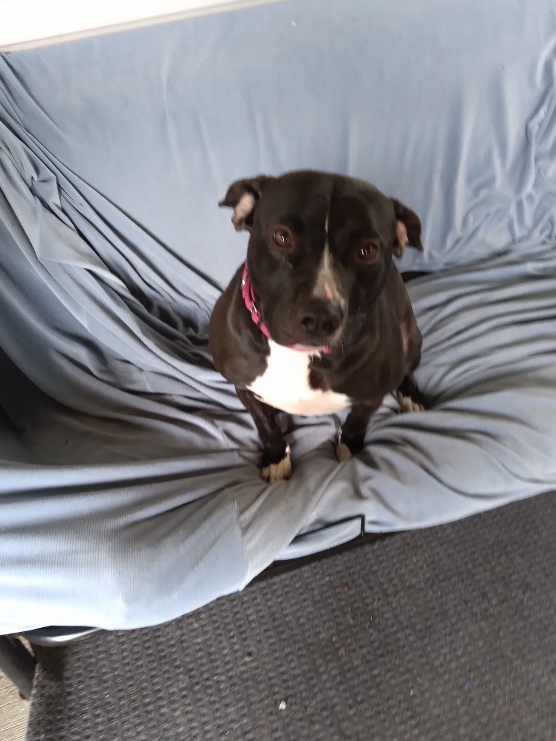 Cassie, Adoptable, Adult Female Pit Bull Terrier.