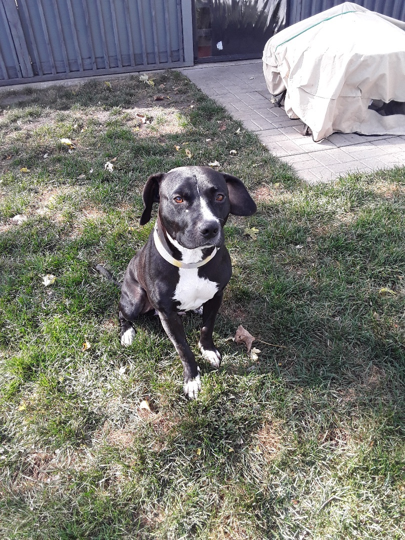 Cassie, a Adoptable mixed breed in Naperville, IL image 2/8