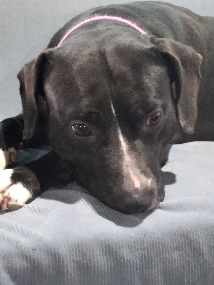 Cassie, a Adoptable mixed breed in Naperville, IL image 4/8