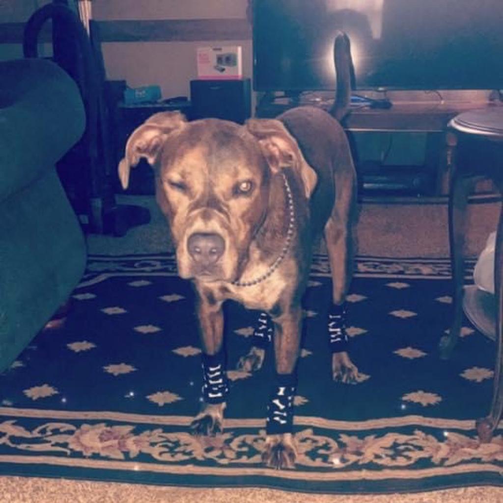 Enlarge Grizzly, a Adoptable Mixed Breed in Sherwood, OR image 1/2