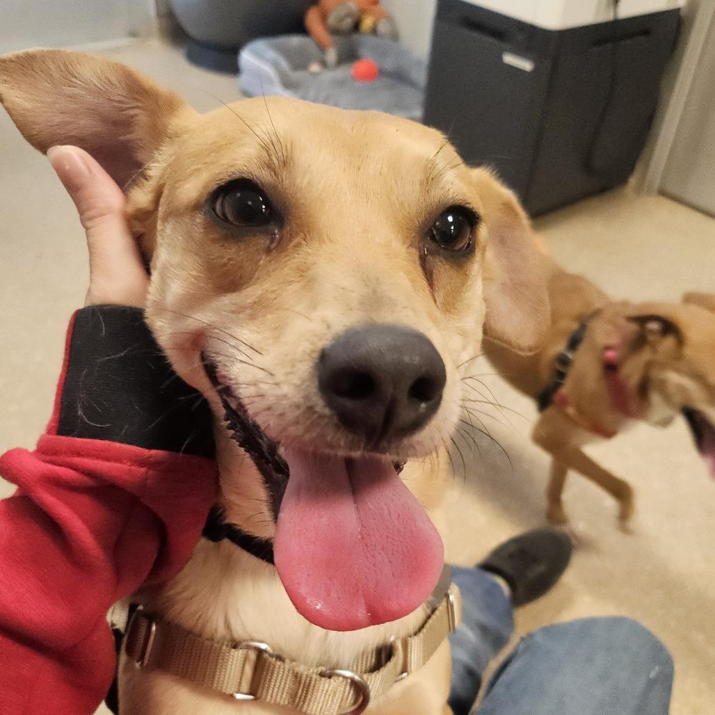 Annie, Adoptable, Adult Female Mixed Breed.