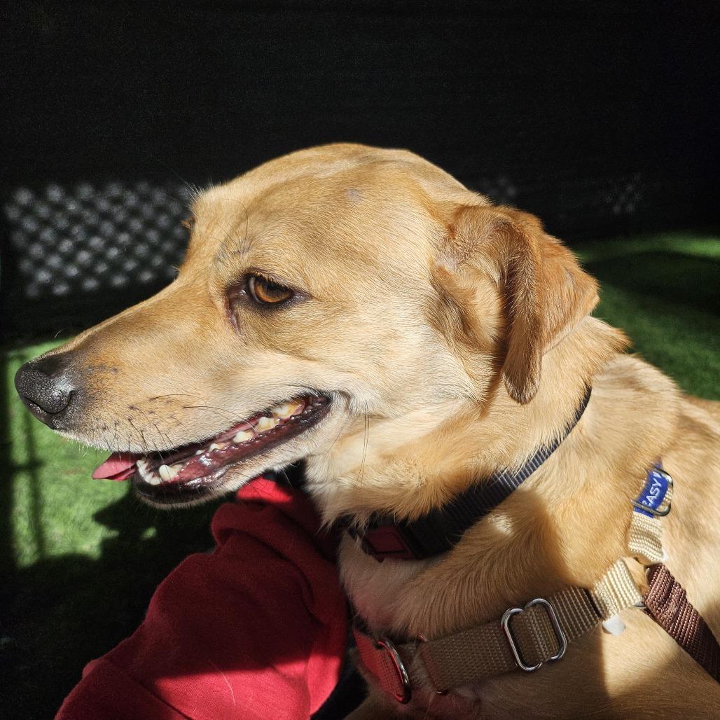 Enlarge Annie, a Adoptable Mixed Breed in Sonoma, CA image 2/4