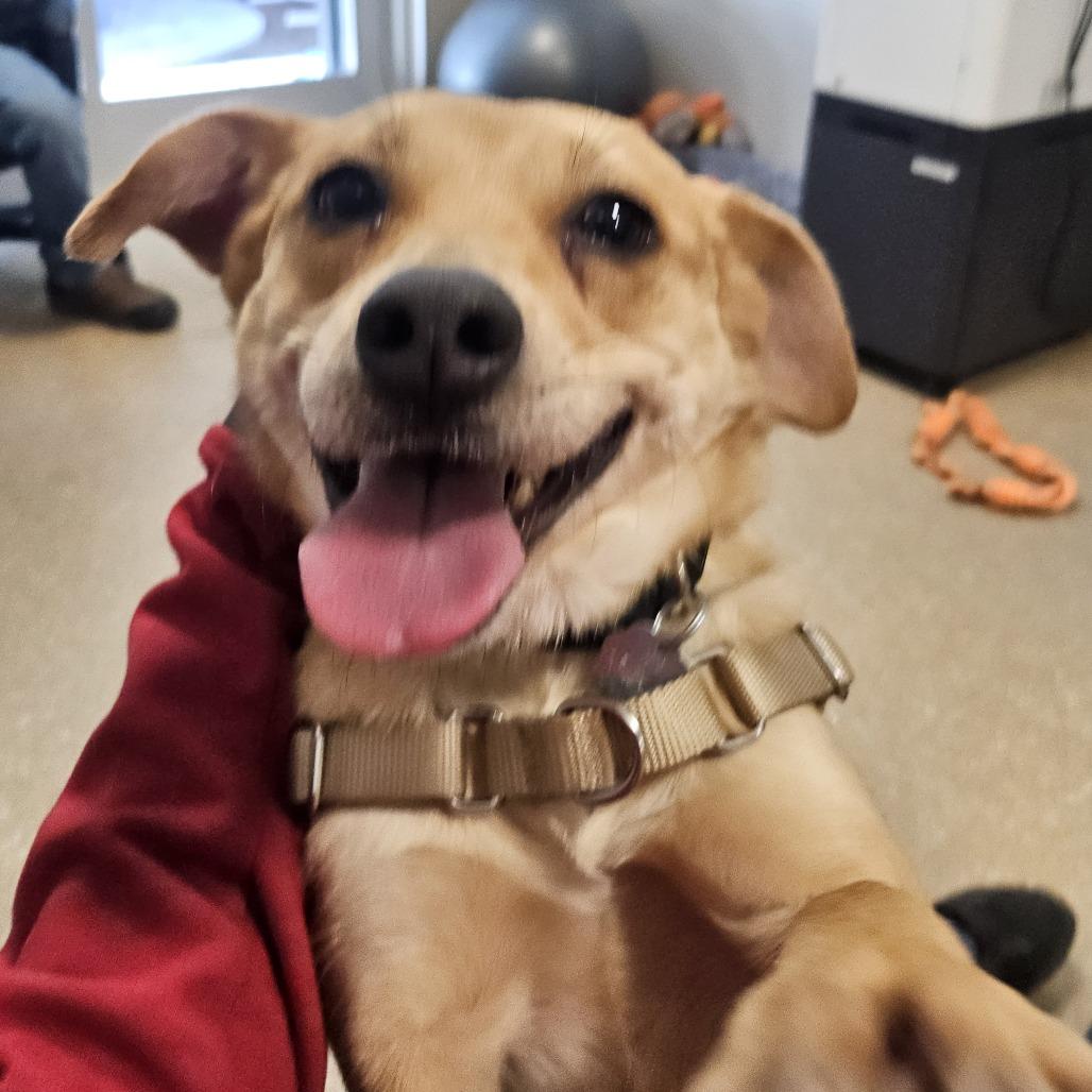 Enlarge Annie, a Adoptable Mixed Breed in Sonoma, CA image 3/4