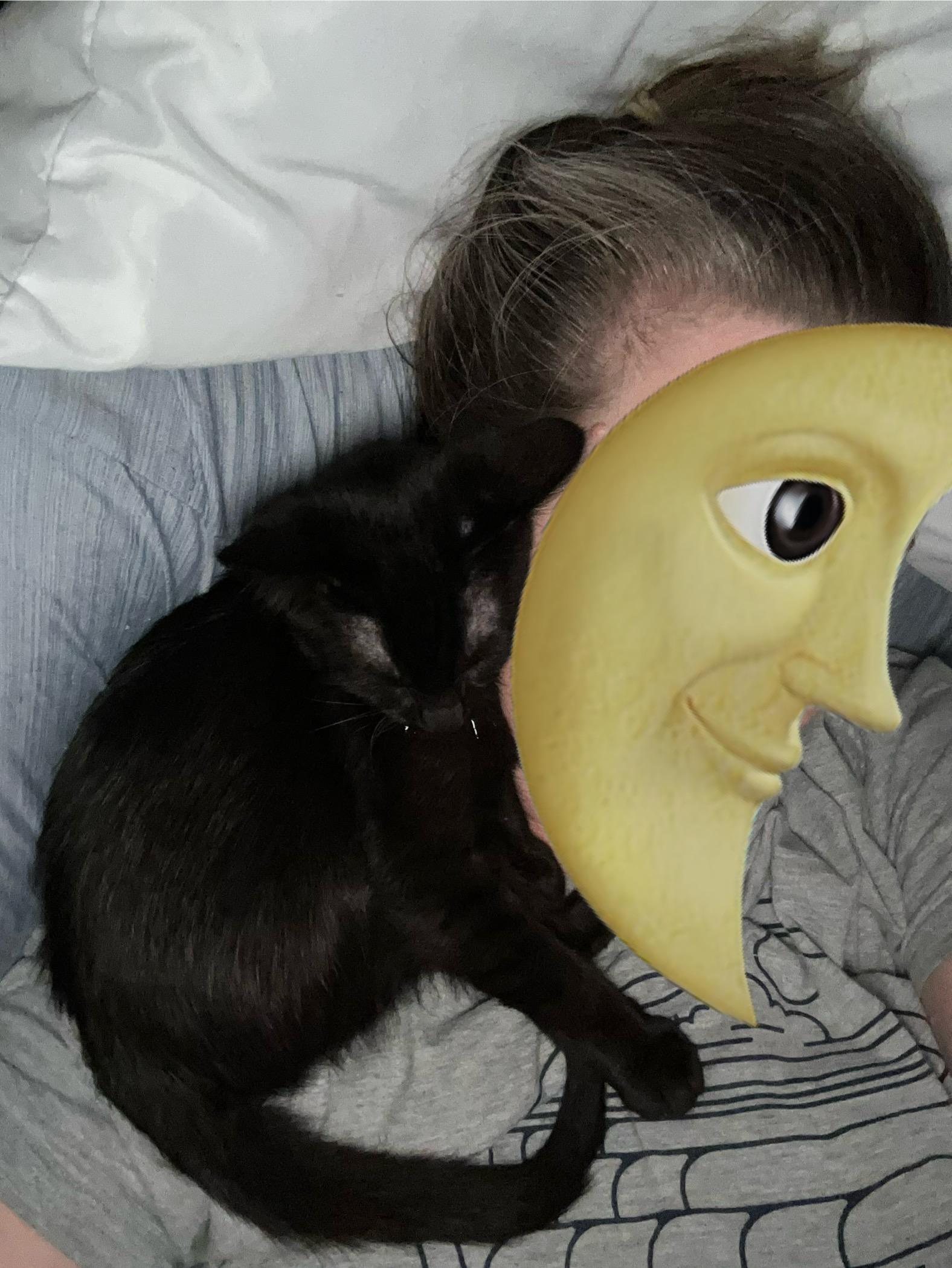 Teddy, Adoptable, Young Male Domestic Short Hair.