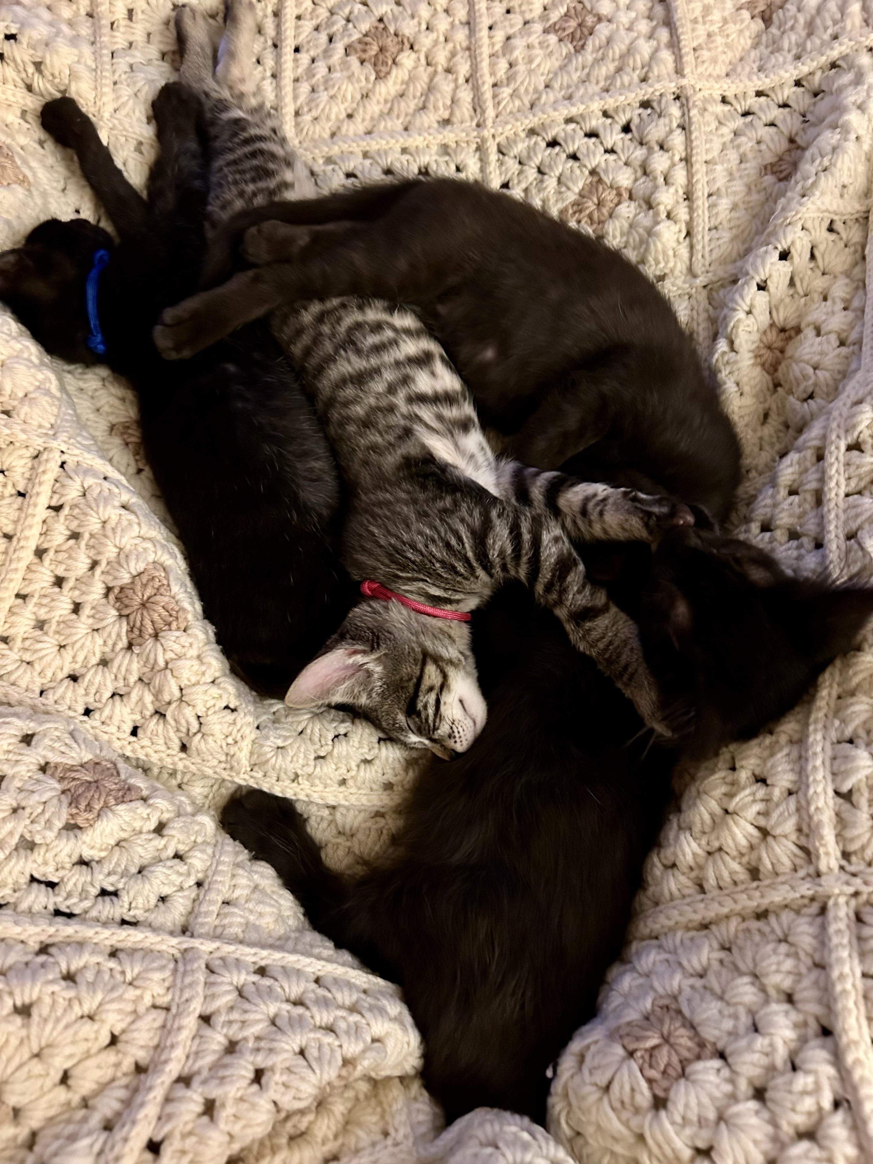 Enlarge Teddy, a Adoptable Domestic Short Hair in Tillamook, OR image 2/6