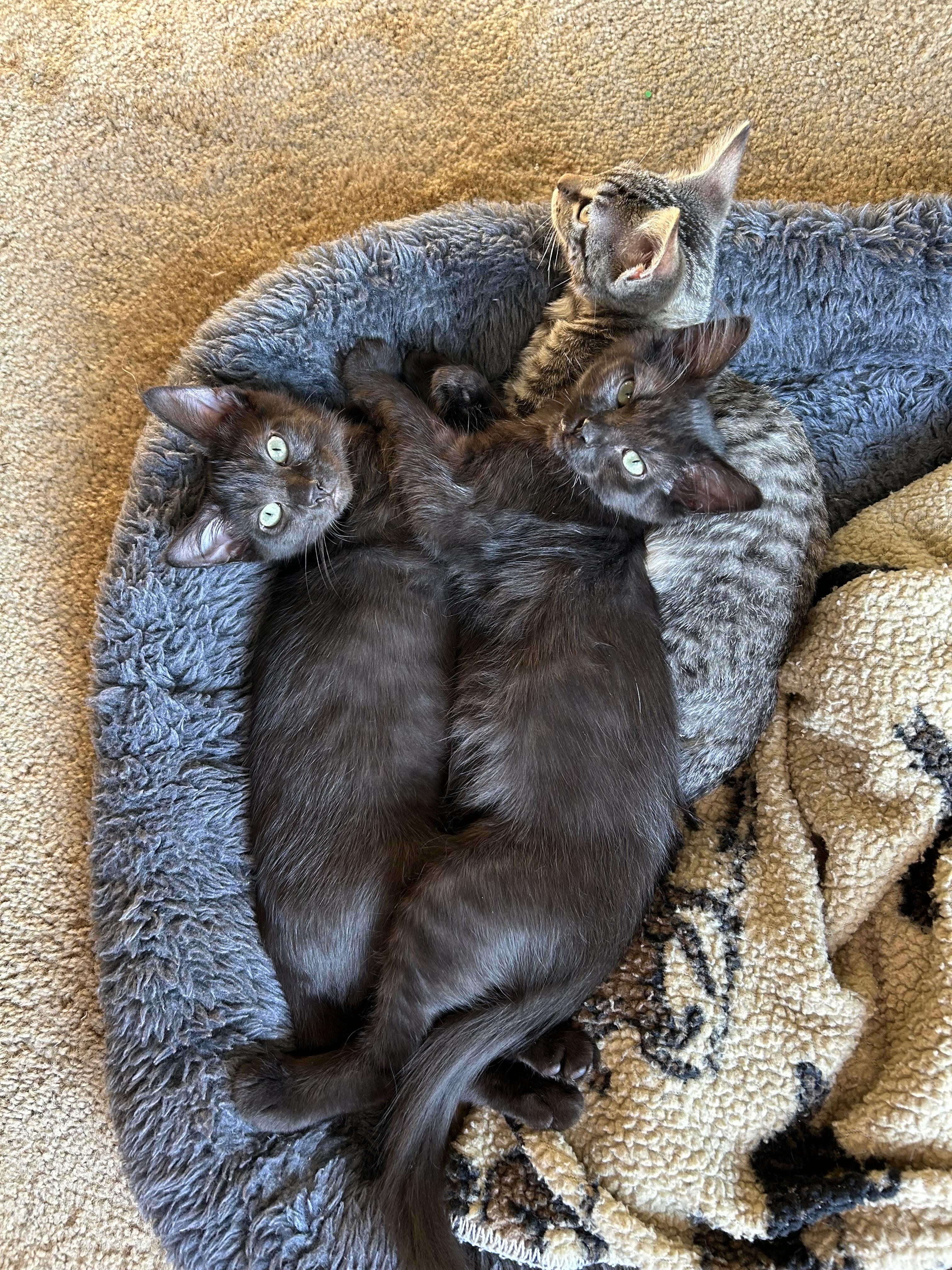 Enlarge Teddy, a Adoptable Domestic Short Hair in Tillamook, OR image 3/6