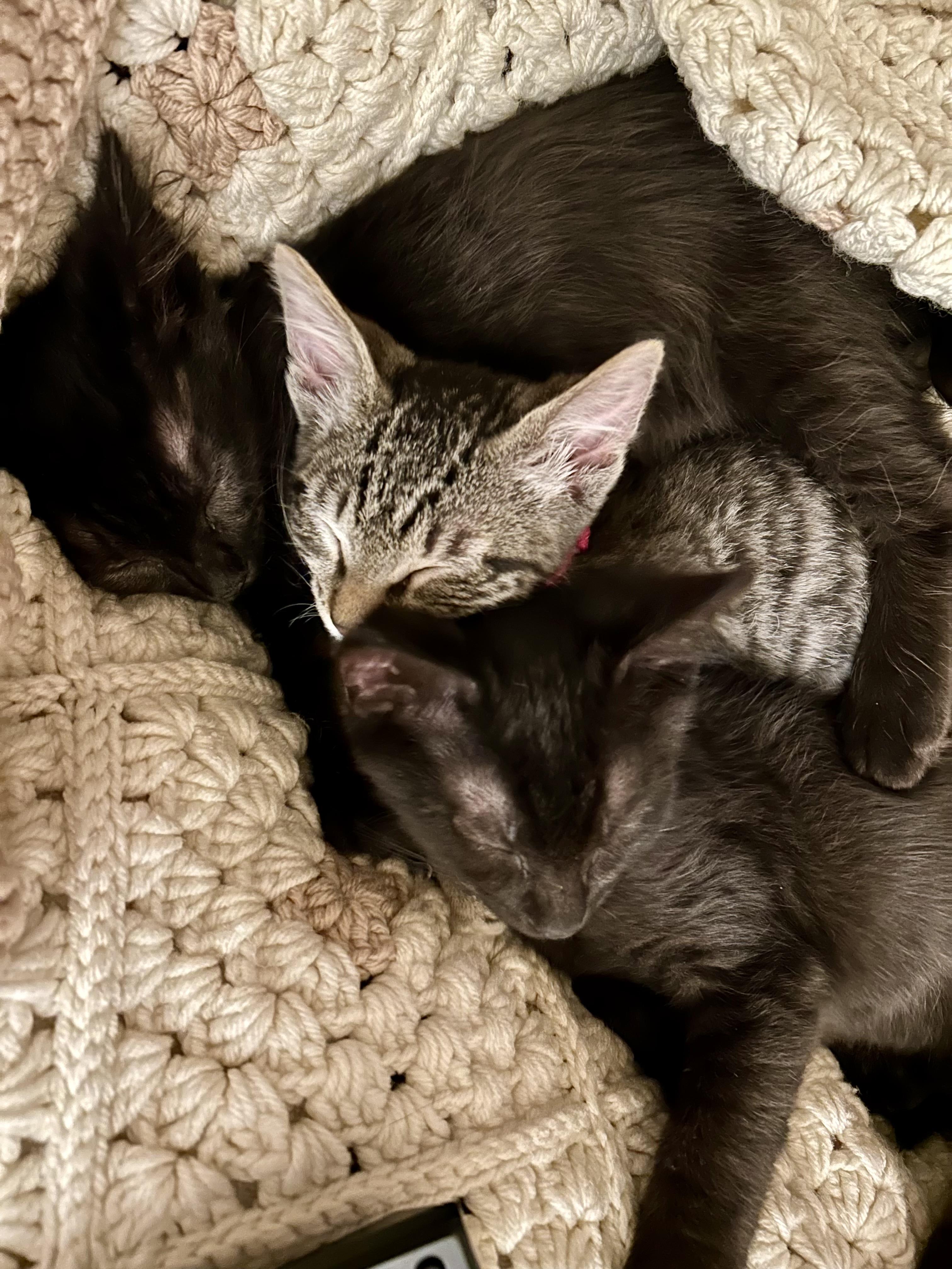 Enlarge Teddy, a Adoptable Domestic Short Hair in Tillamook, OR image 4/6