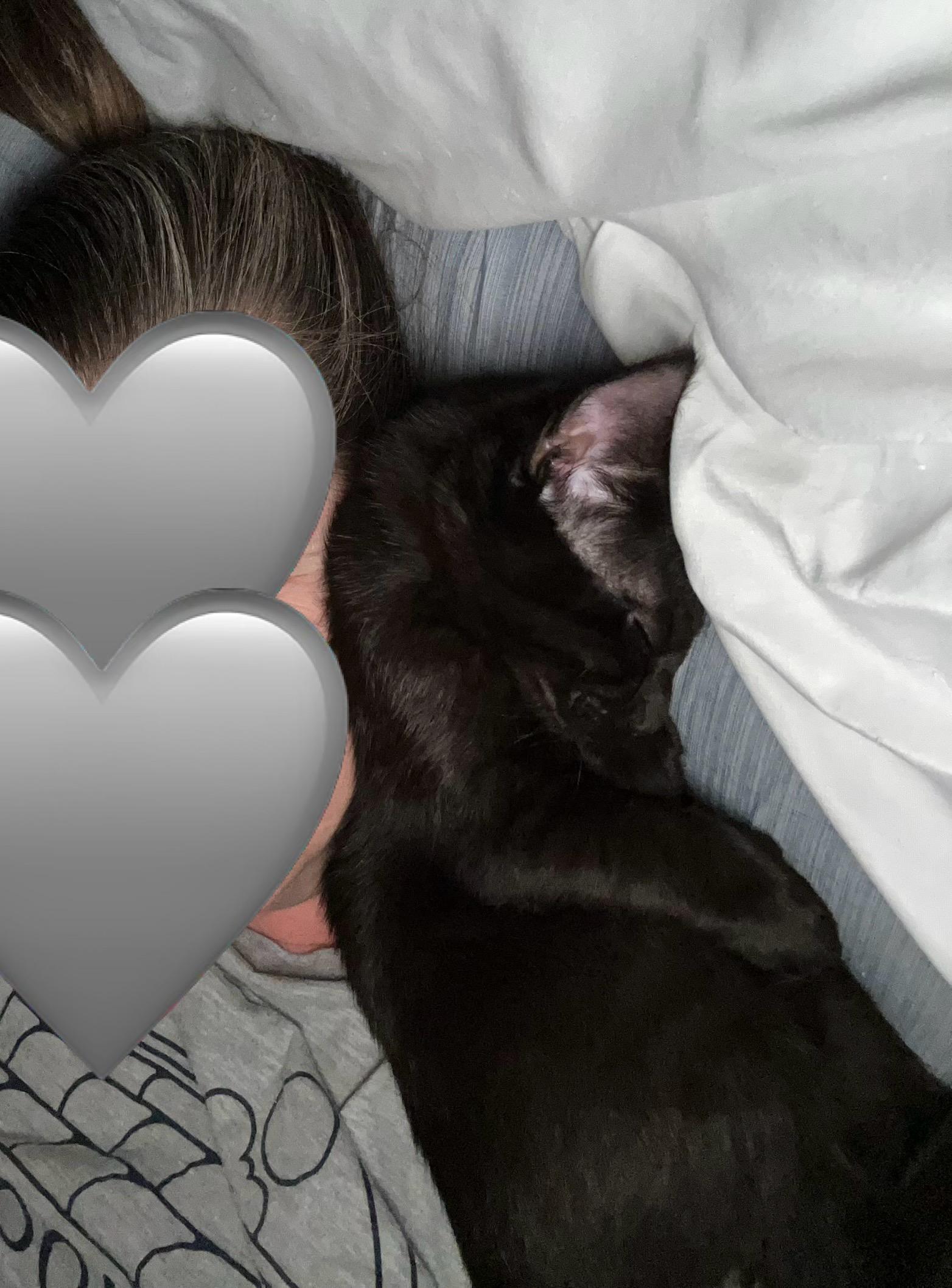 Enlarge Teddy, a Adoptable Domestic Short Hair in Tillamook, OR image 6/6