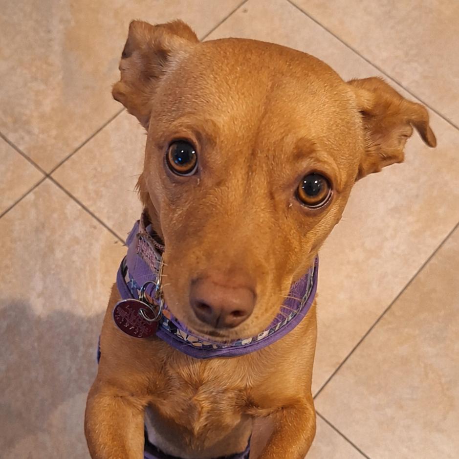Tallulah aka Lucy, Adoptable, Adult Female Dachshund & Chihuahua.