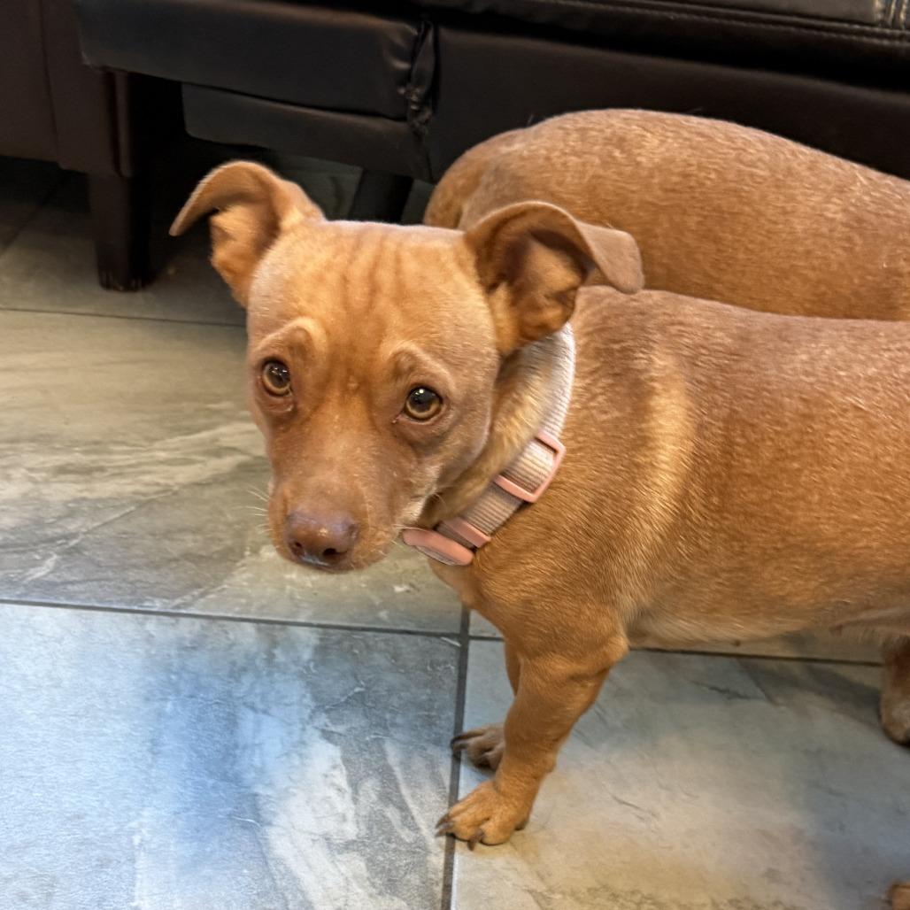 Enlarge Tallulah aka Lucy, a Adoptable mixed breed in Las Vegas, NV image 2/2