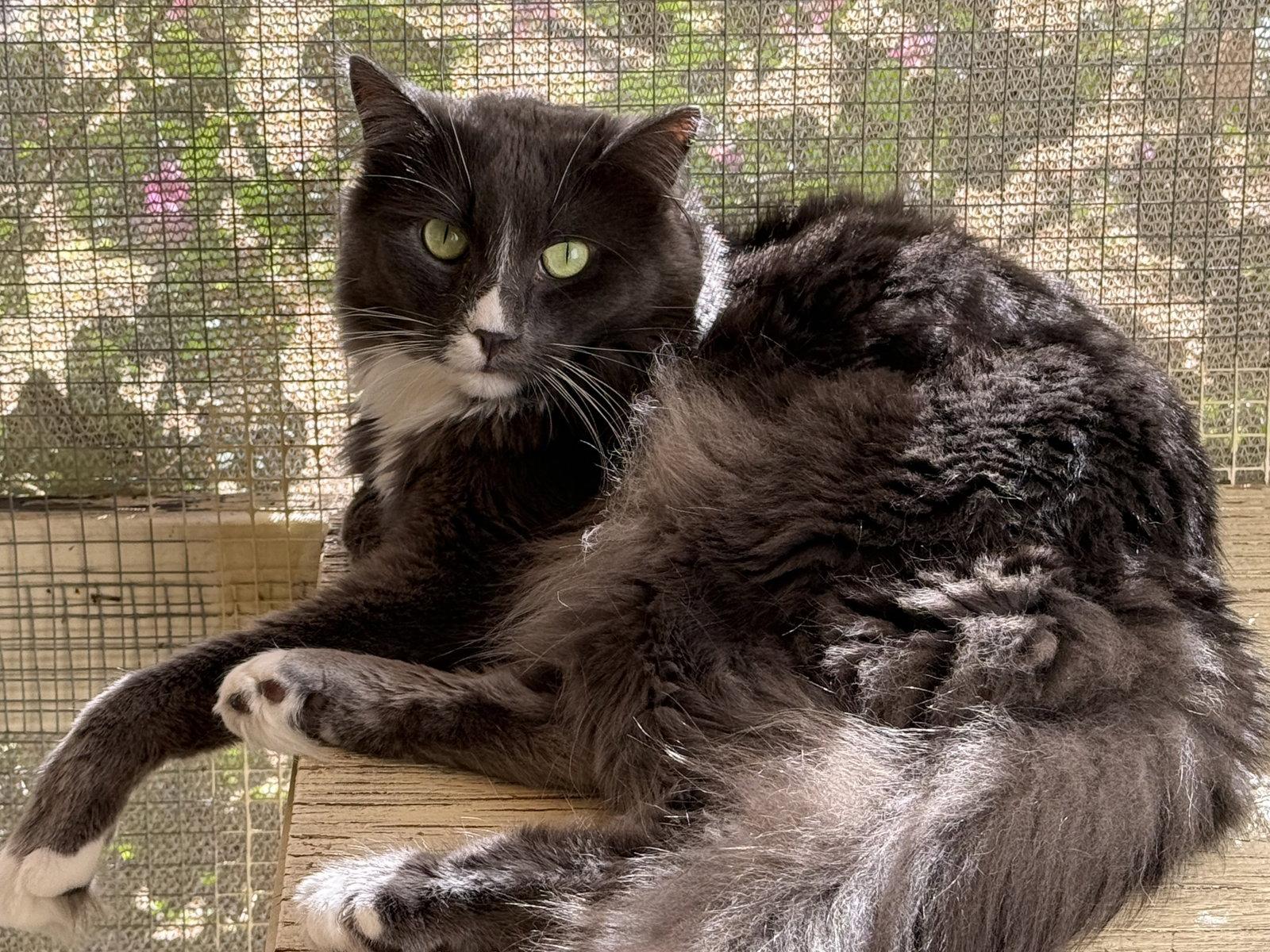 Grå, Adoptable, Adult Male Domestic Medium Hair.