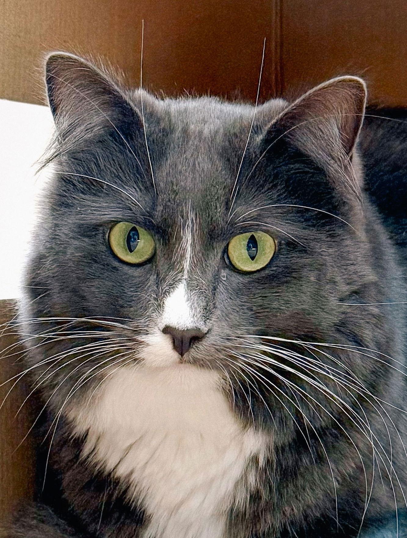 Grå, Adoptable, Adult Male Domestic Medium Hair.