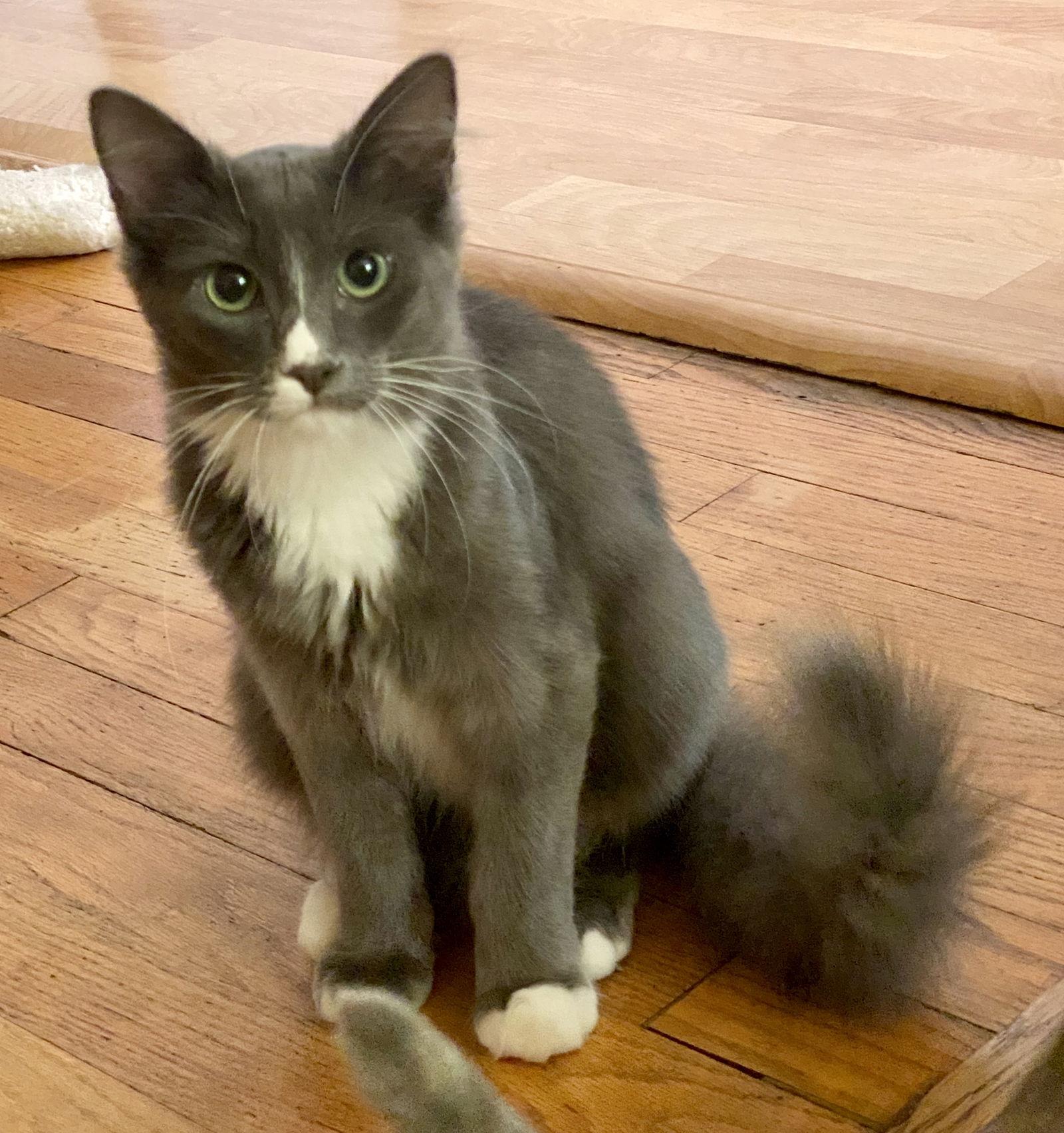 Grå, a Adoptable Domestic Medium Hair in San Jose, CA image 1/3