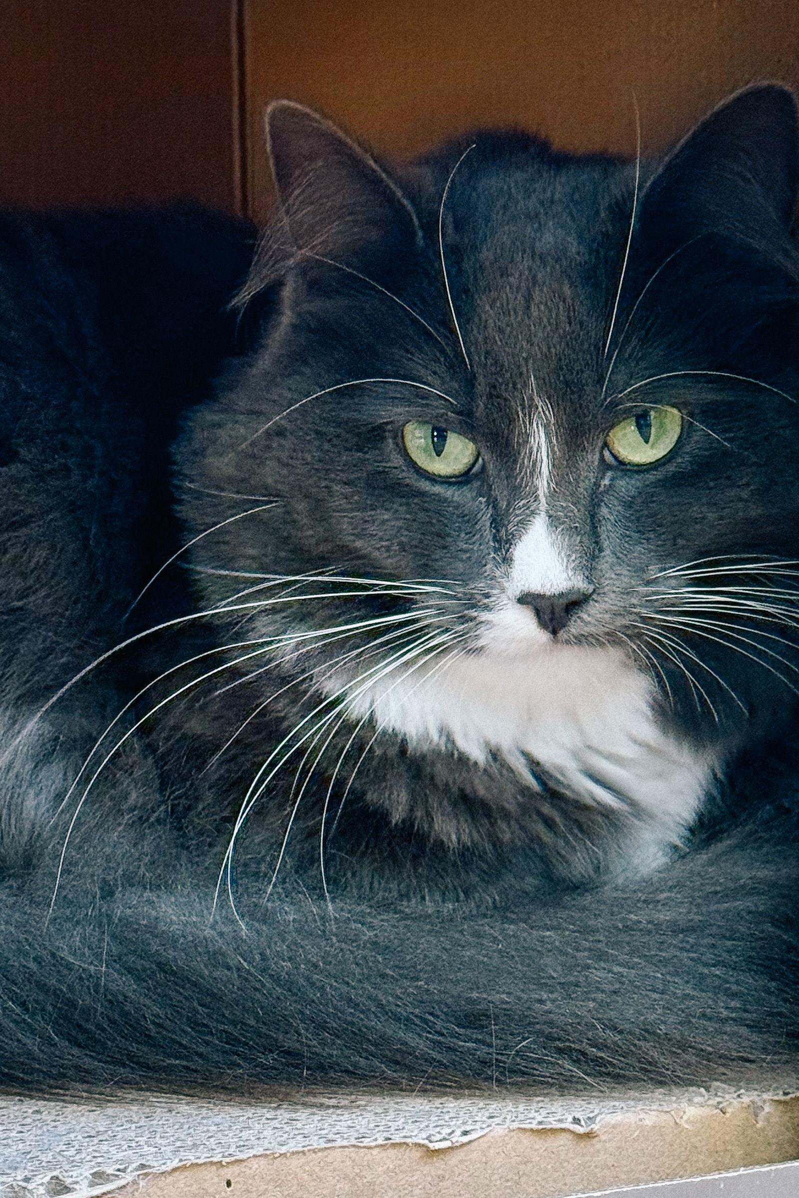 Grå, Adoptable, Adult Male Domestic Medium Hair.