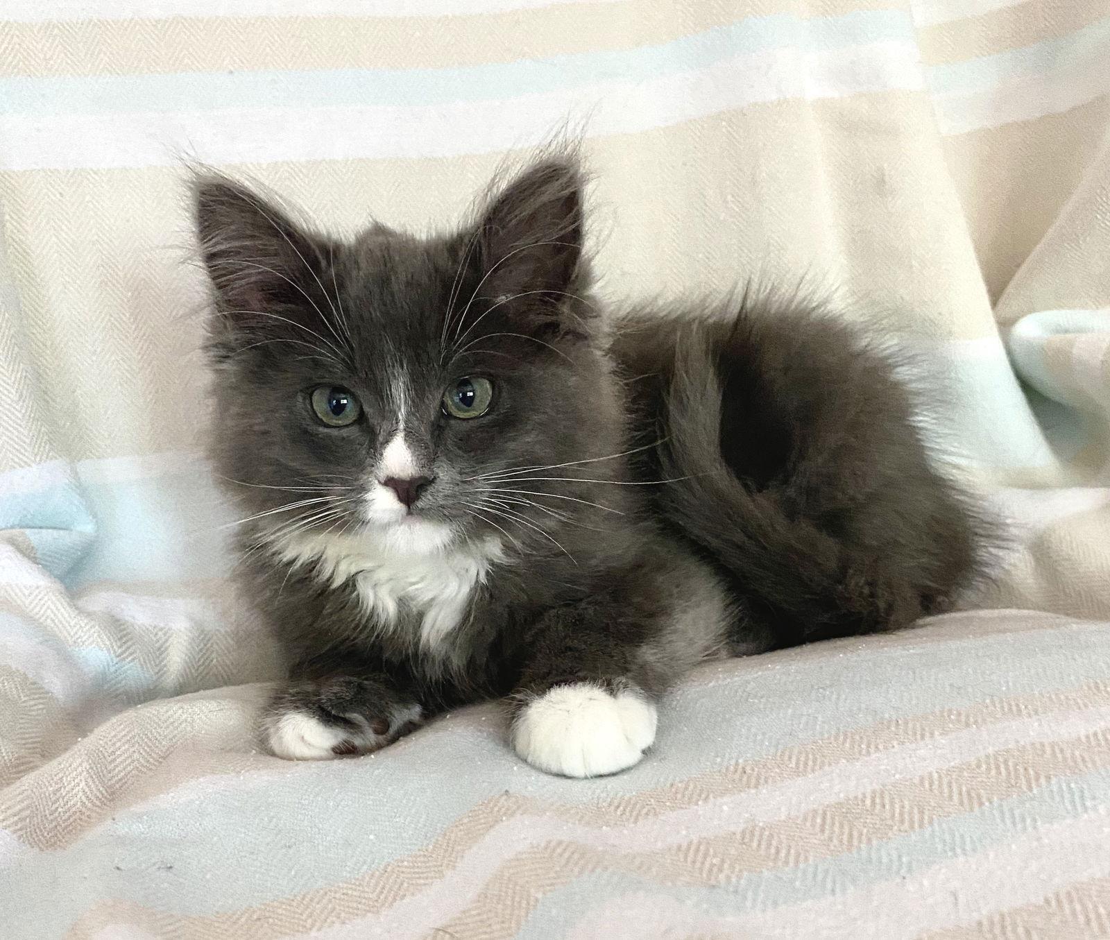 Grå, Adoptable, Adult Male Domestic Medium Hair.