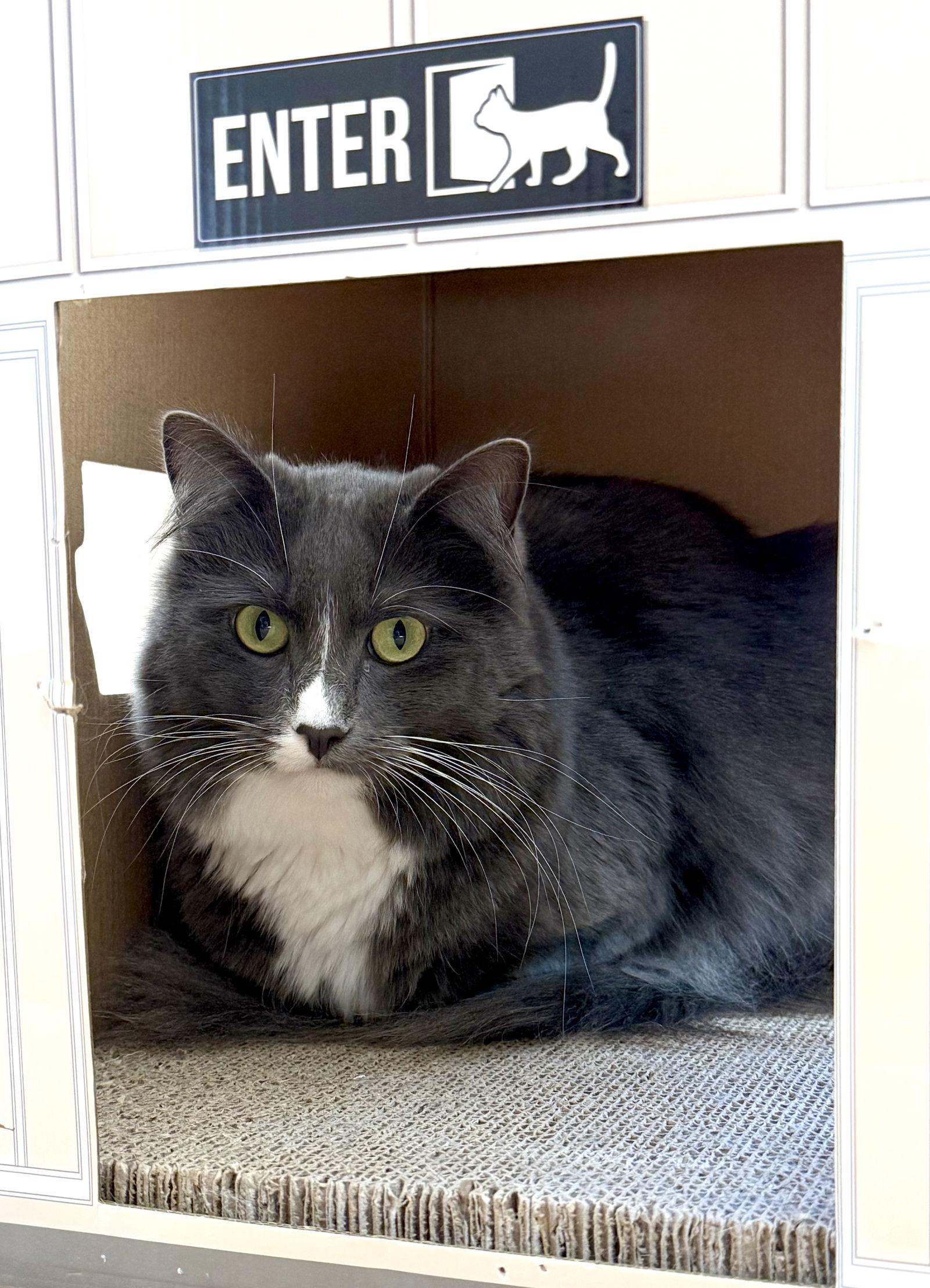 Enlarge Grå, a Adoptable Domestic Medium Hair in San Jose, CA image 2/3