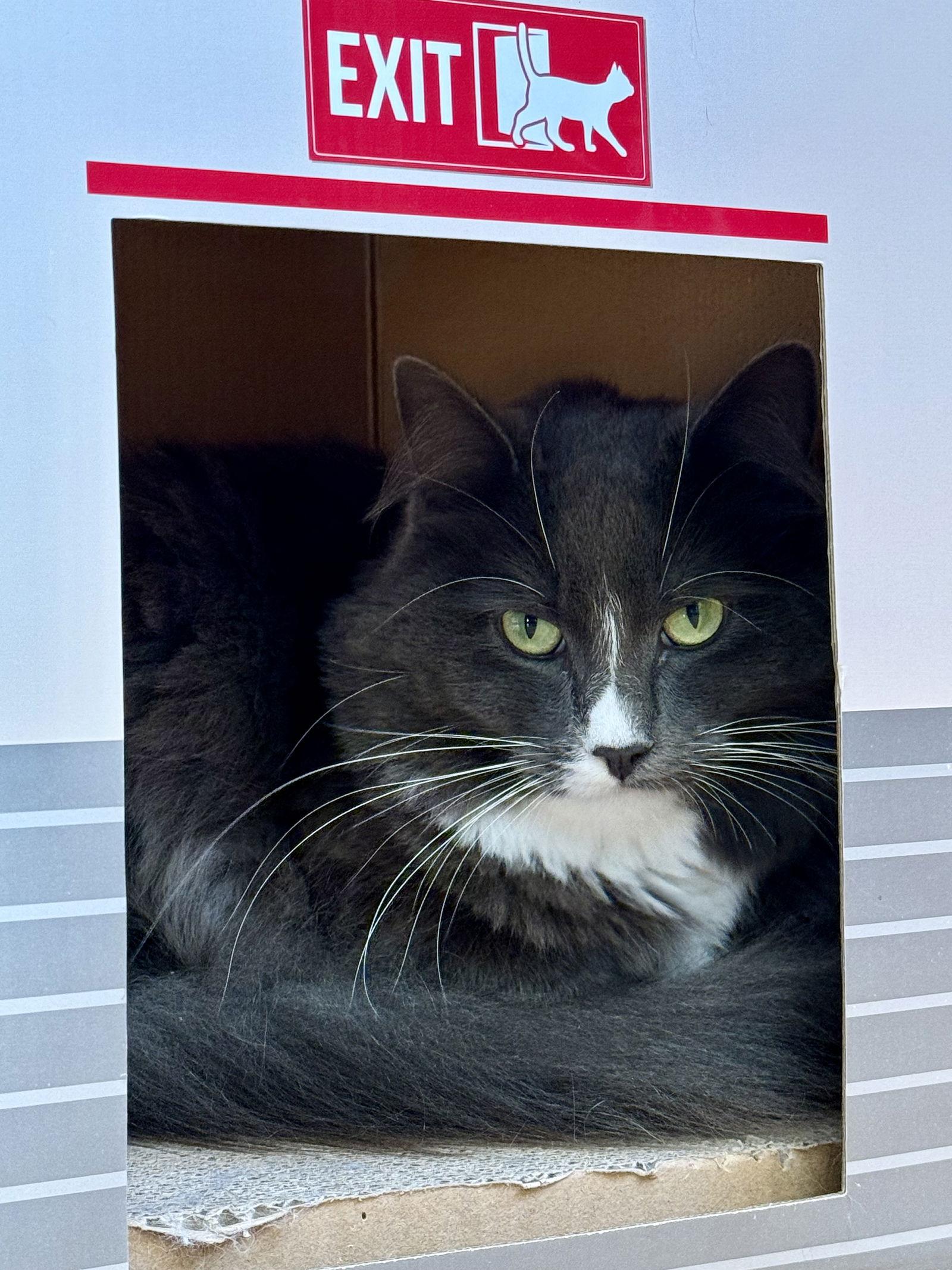 Enlarge Grå, a Adoptable Domestic Medium Hair in San Jose, CA image 3/3