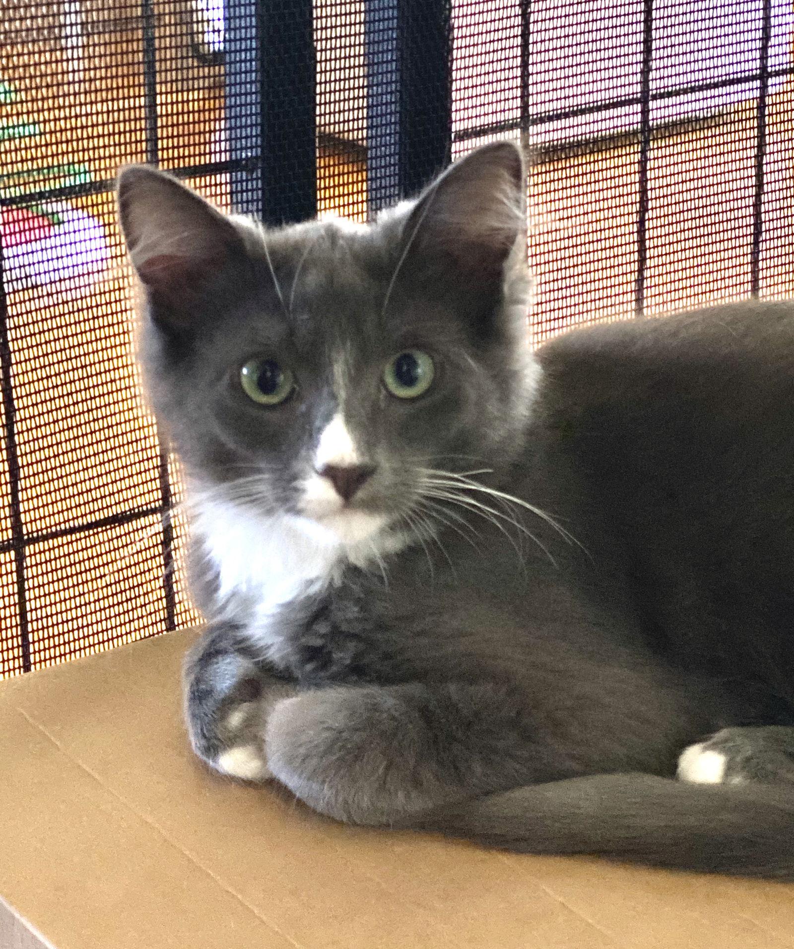 Enlarge Grå, a Adoptable Domestic Medium Hair in San Jose, CA image 3/3