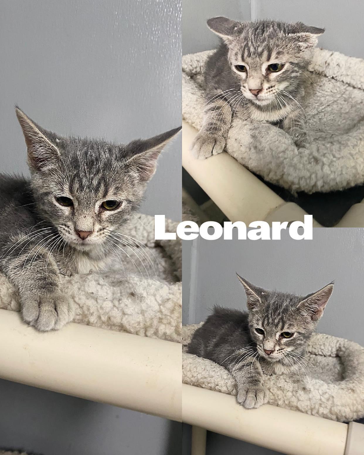 Leonard