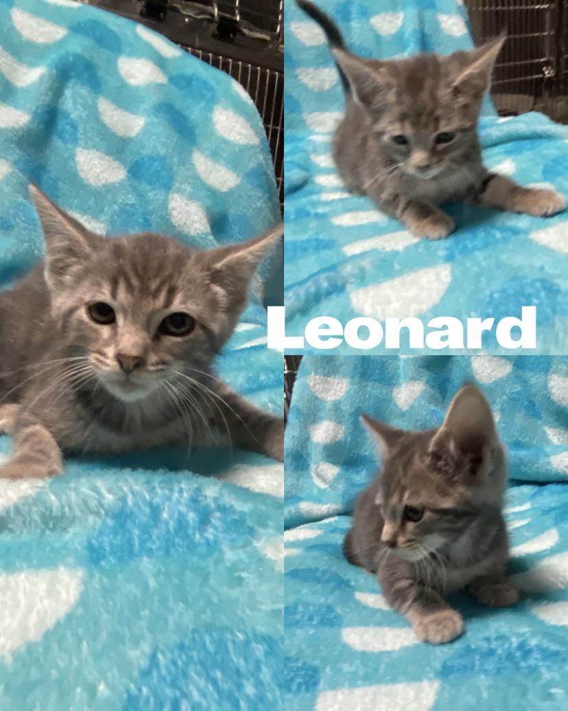 Leonard