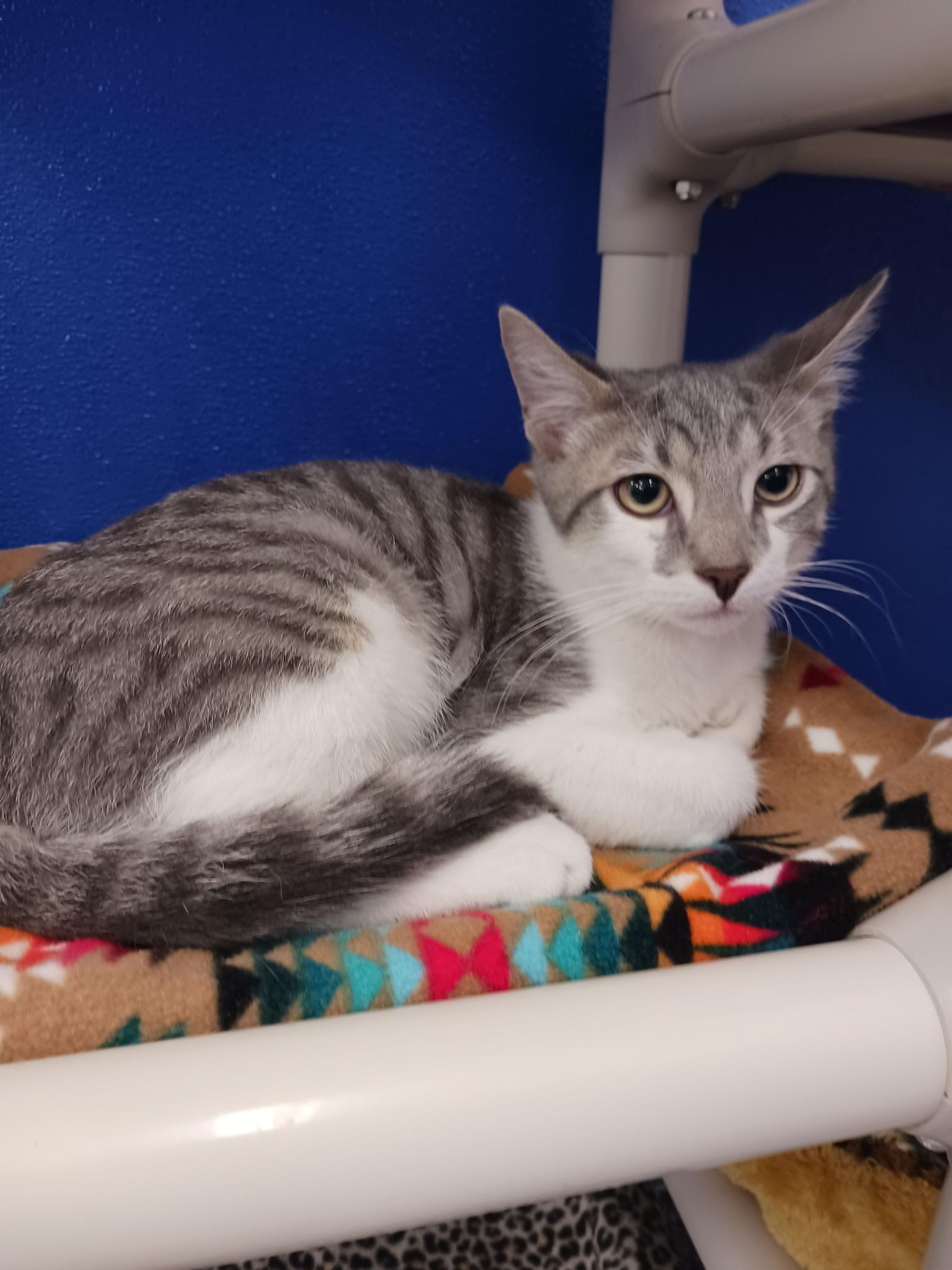 Enlarge Edward, a ADOPTABLE Domestic Short Hair in Dunkirk, NY image 1/1