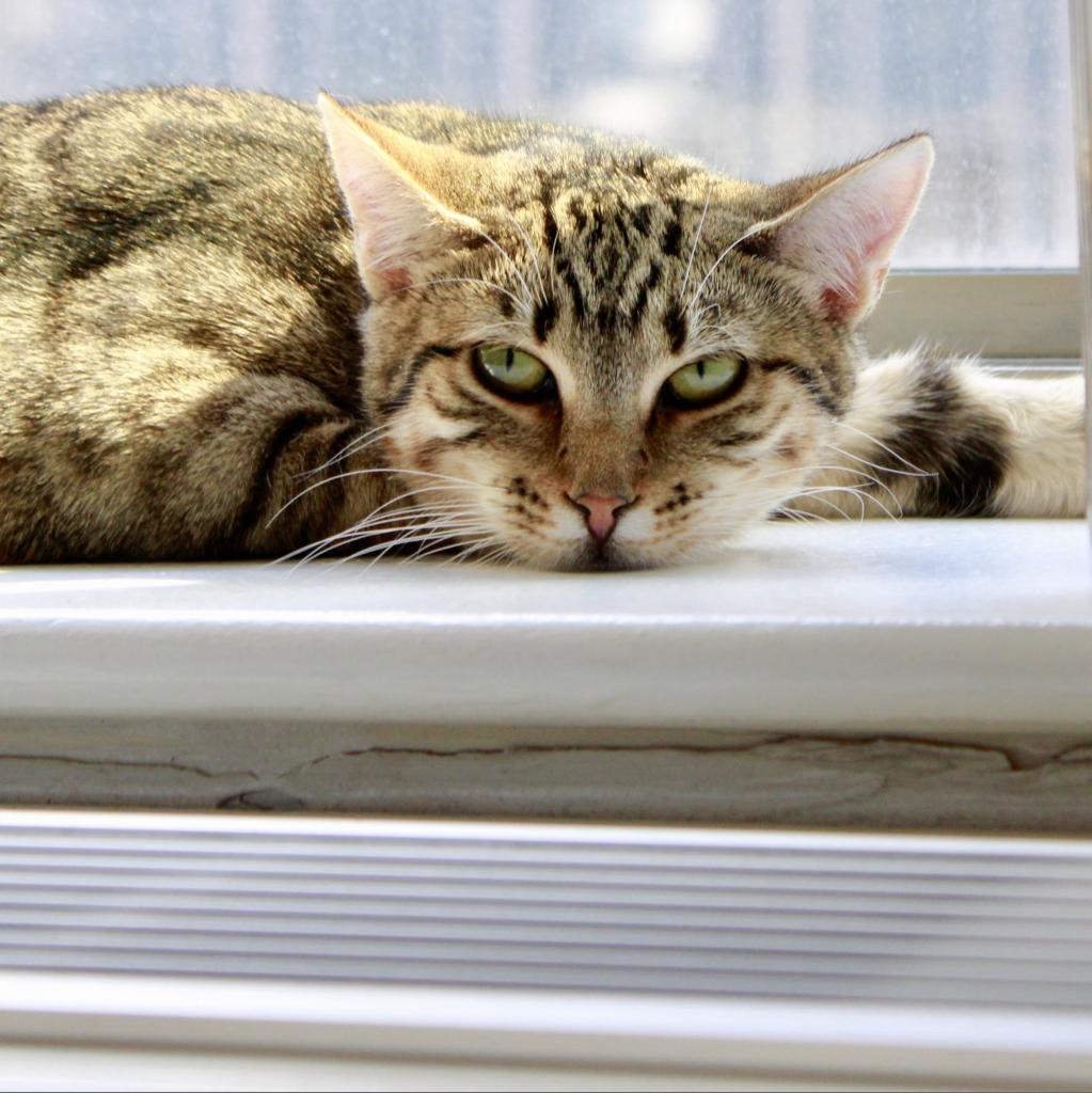 Enlarge Goldie, a Adoptable Domestic Short Hair in Wantagh, NY image 1/6