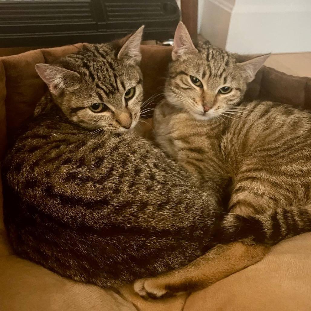 Enlarge Goldie, a Adoptable Domestic Short Hair in Wantagh, NY image 2/6