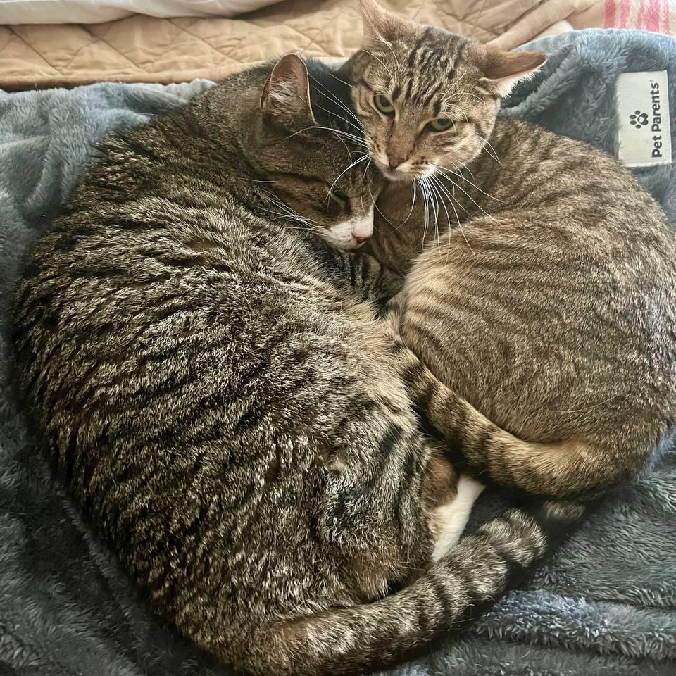 Enlarge Goldie, a Adoptable Domestic Short Hair in Wantagh, NY image 3/6