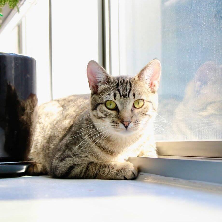 Enlarge Goldie, a Adoptable Domestic Short Hair in Wantagh, NY image 5/6