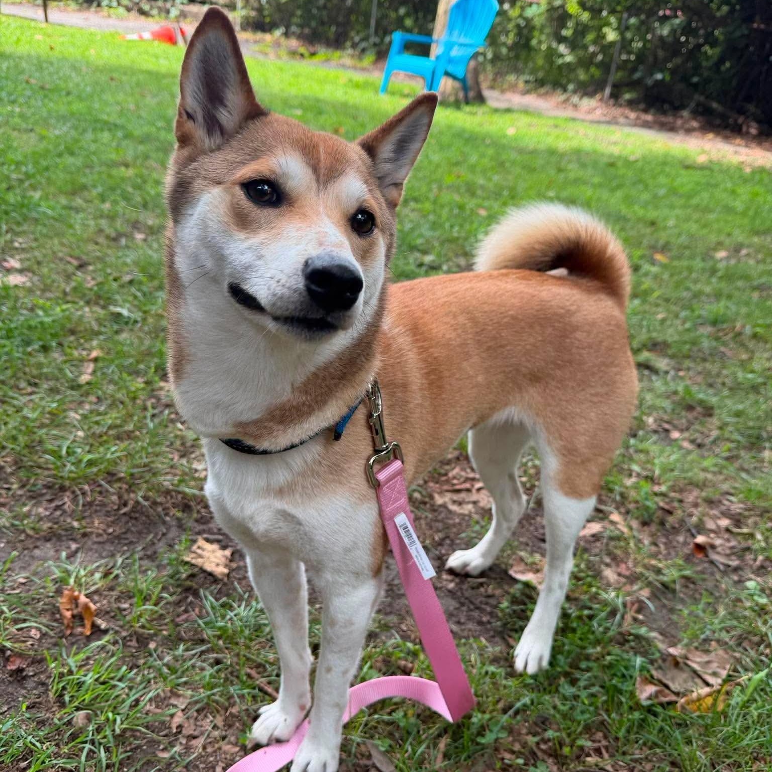 Kestrel, a ADOPTABLE Shiba Inu in Stamford, CT image 3/6