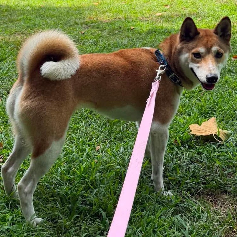 Kestrel, a ADOPTABLE Shiba Inu in Stamford, CT image 4/6
