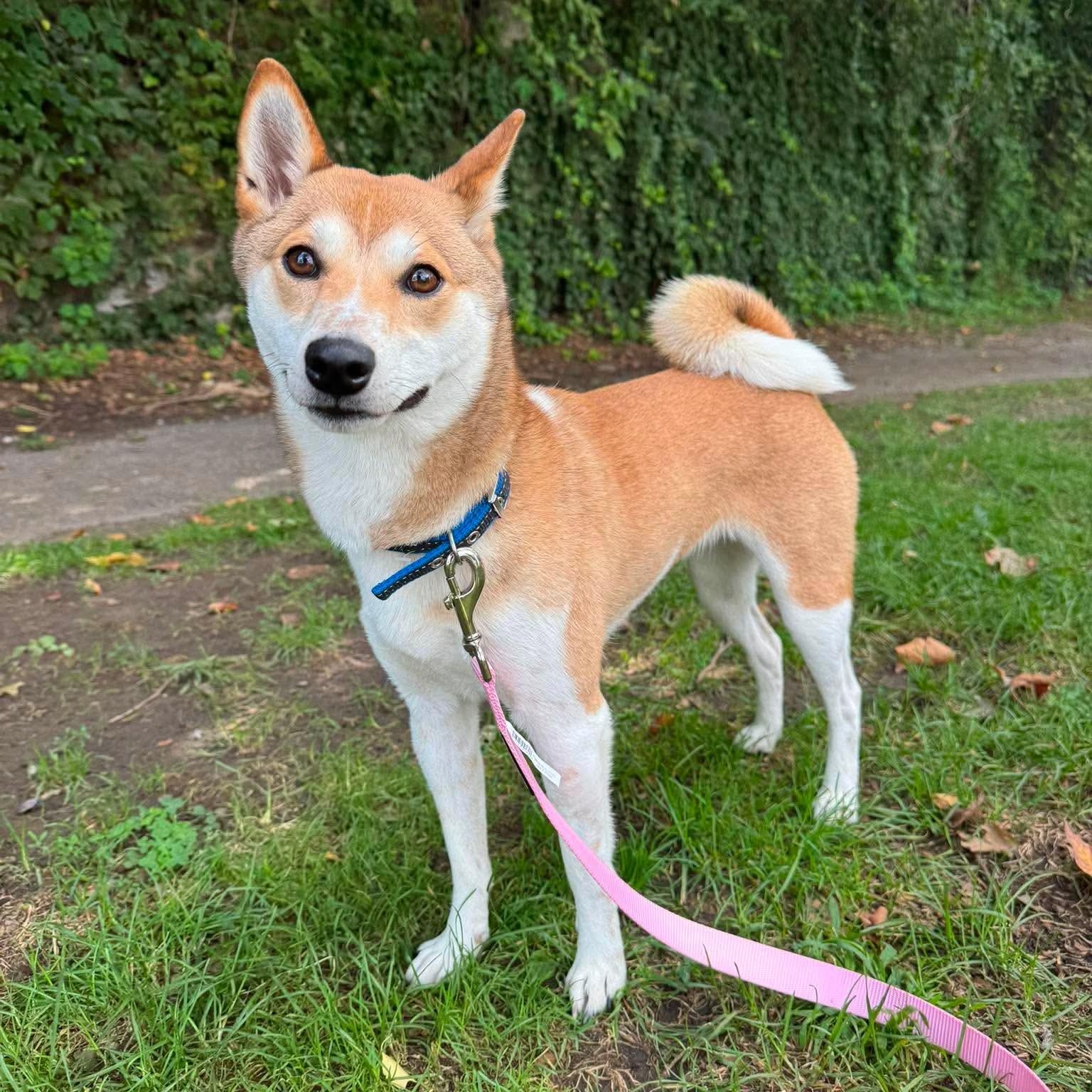 Kestrel, a ADOPTABLE Shiba Inu in Stamford, CT image 1/6