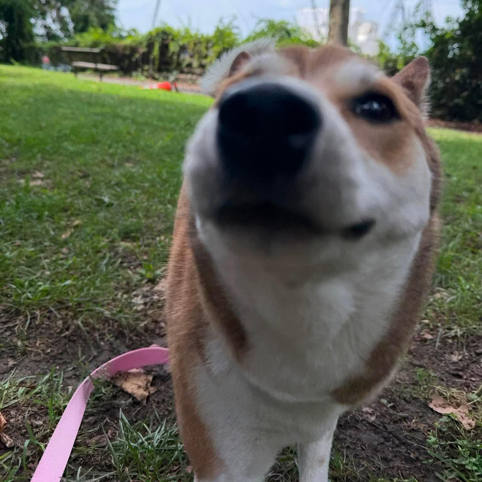 Kestrel, a ADOPTABLE Shiba Inu in Stamford, CT image 6/6
