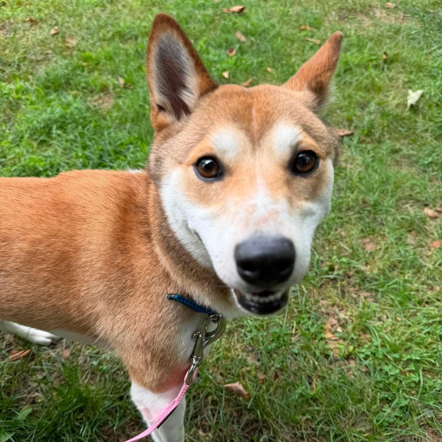 Kestrel, a ADOPTABLE Shiba Inu in Stamford, CT image 5/6