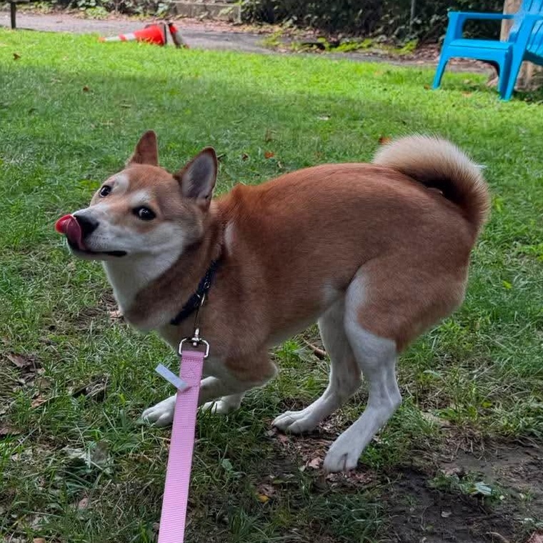 Kestrel, a ADOPTABLE Shiba Inu in Stamford, CT image 2/6