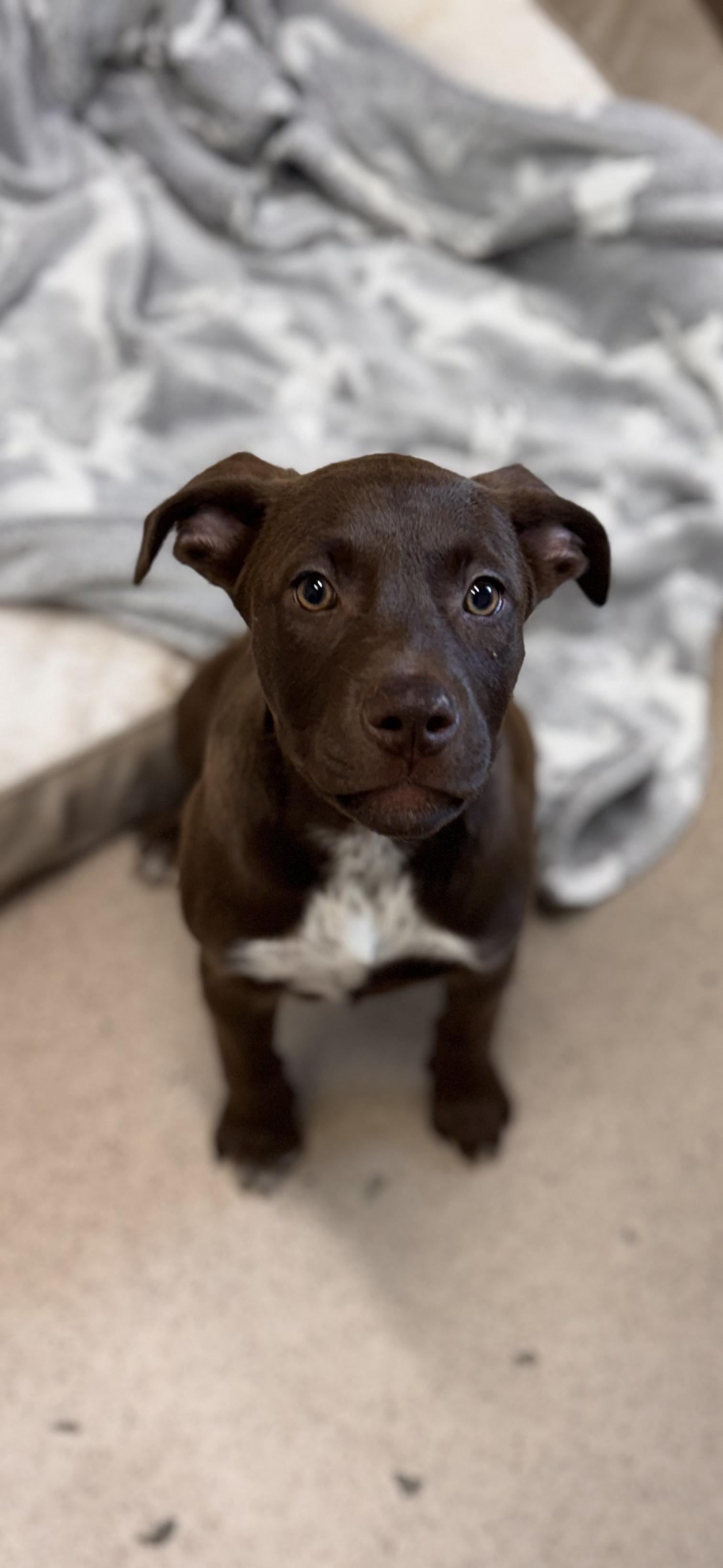 Ariella, adopted, Young Female Labrador Retriever.